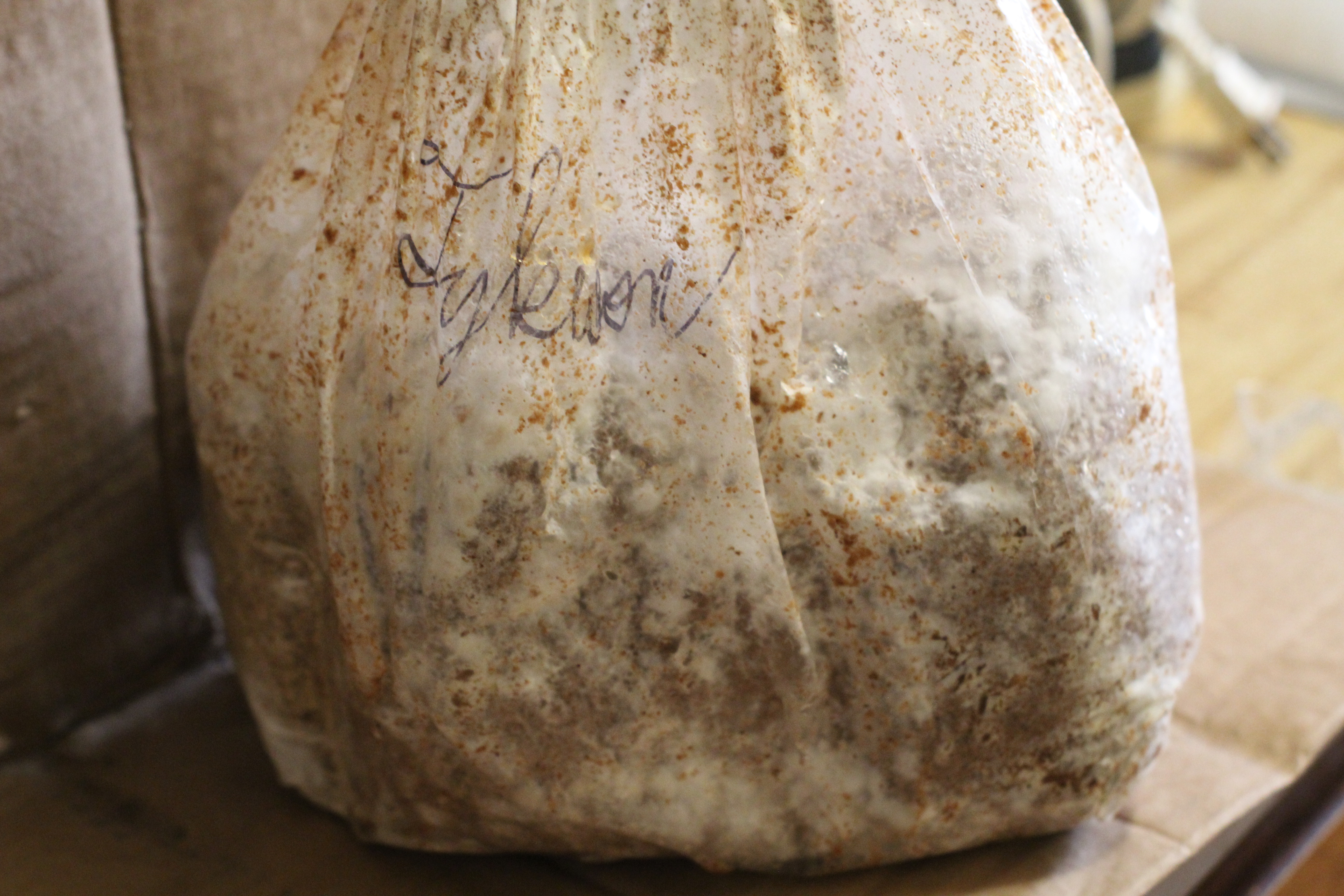 Fungal colonization as of day 20 (October 29, 2024.)