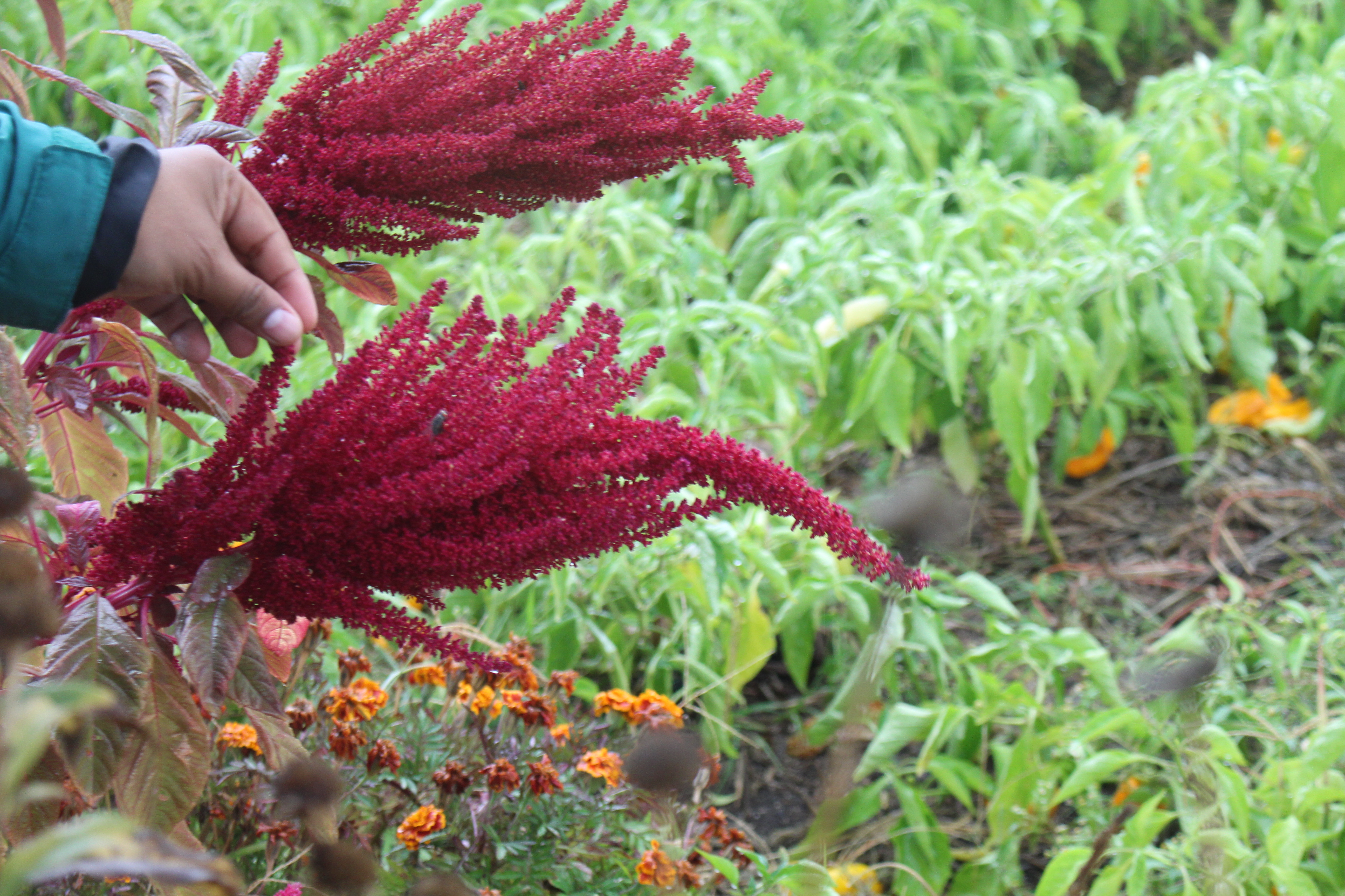Red amaranth in a soil-based rooftop farm