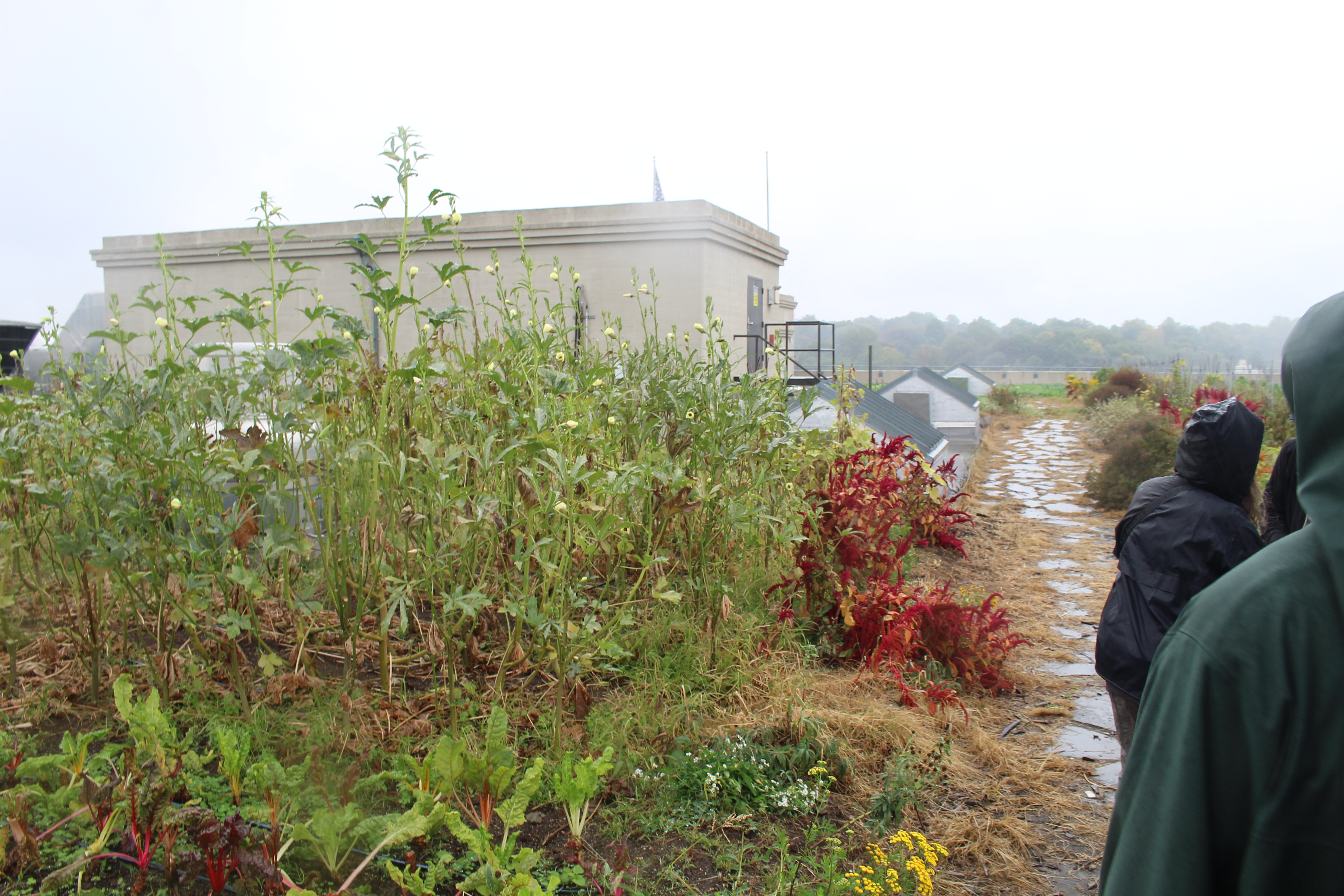 Red amaranth in a soil-based rooftop farm