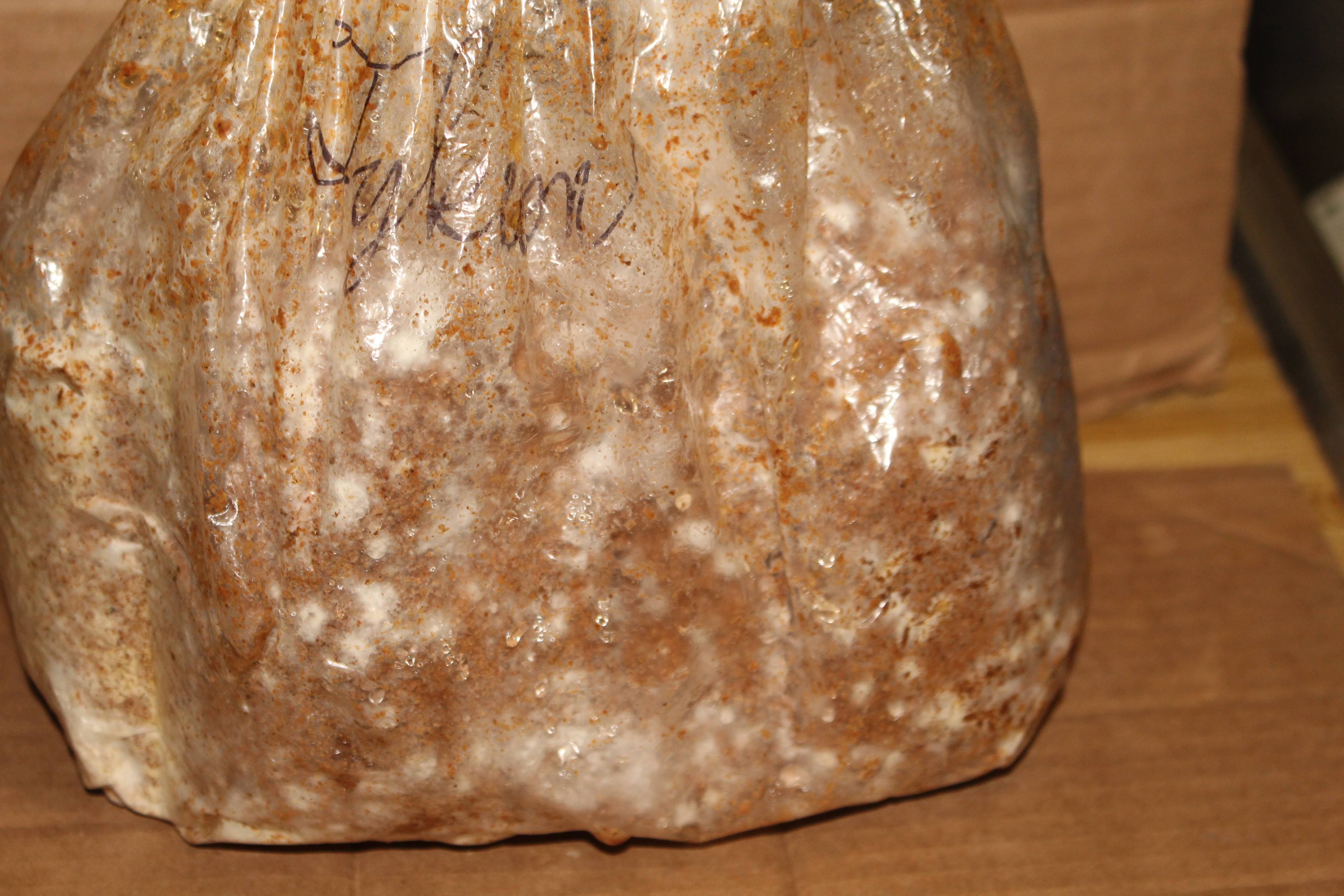 Fungal colonization as of day 16 (October 27, 2024.)