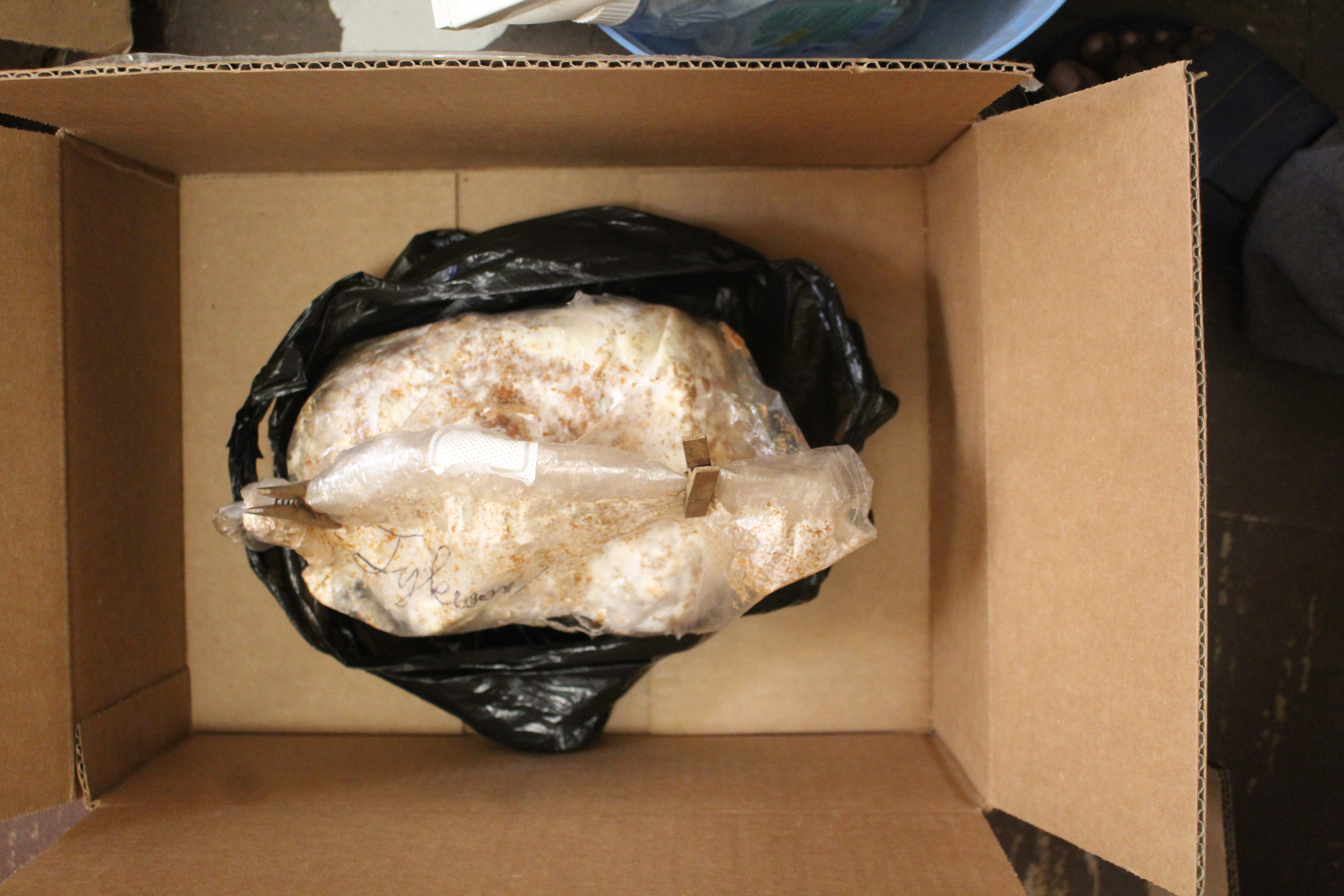 Bag relocation, day 22 (November 2, 2024.)