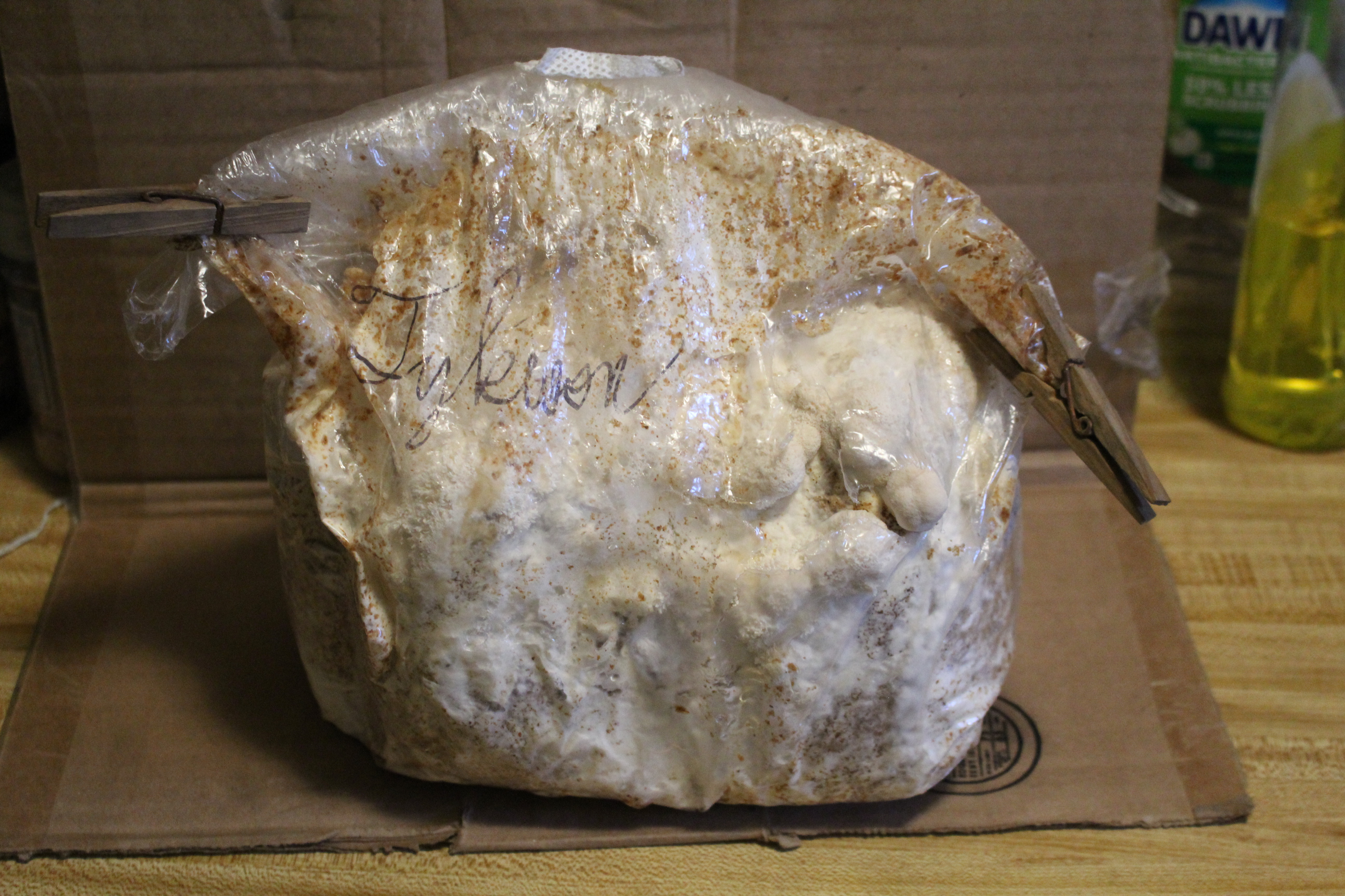 Fruiting body growth as of day 26 (November 6, 2024.)