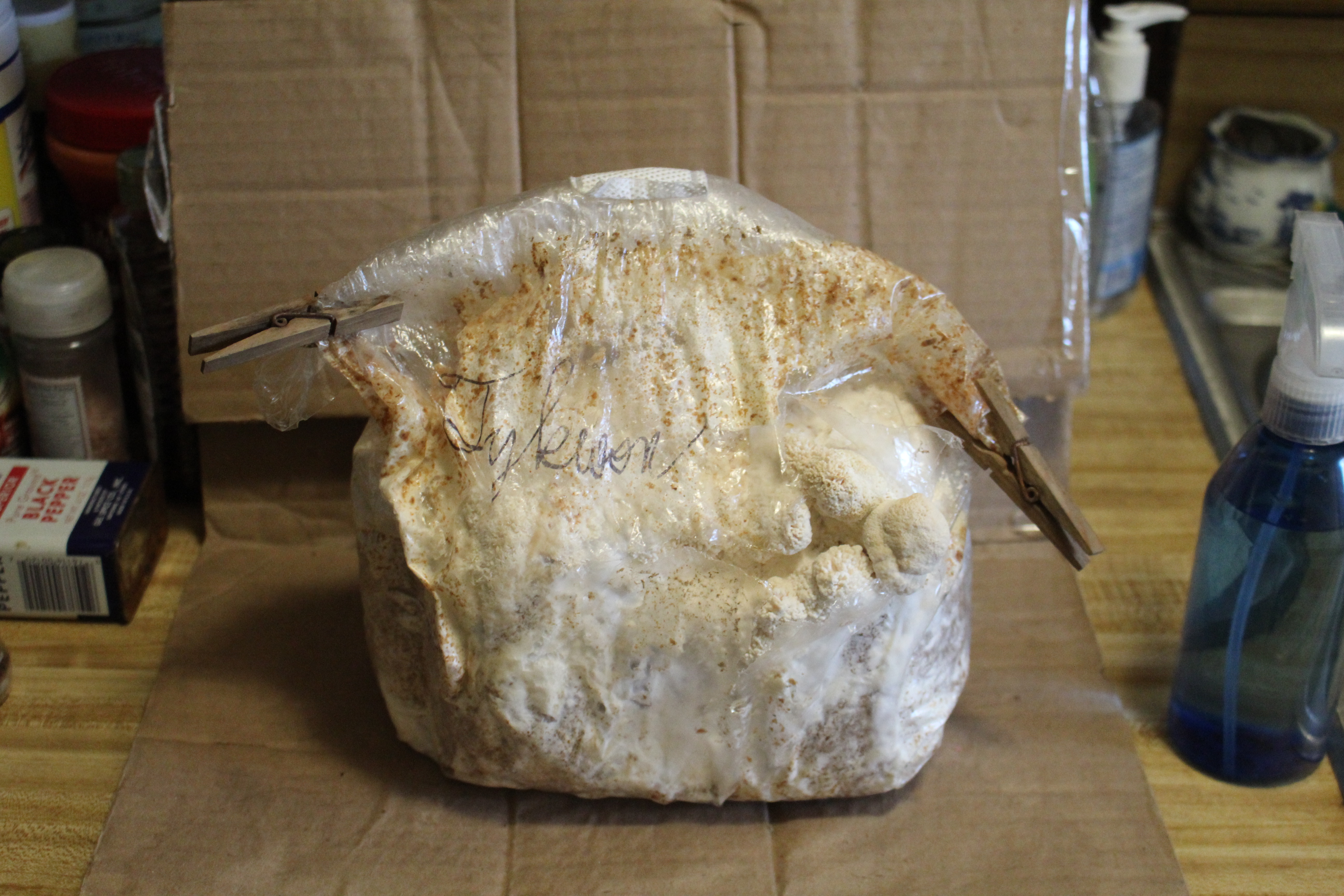 Fruiting body growth as of day 28 (November 8, 2024.)