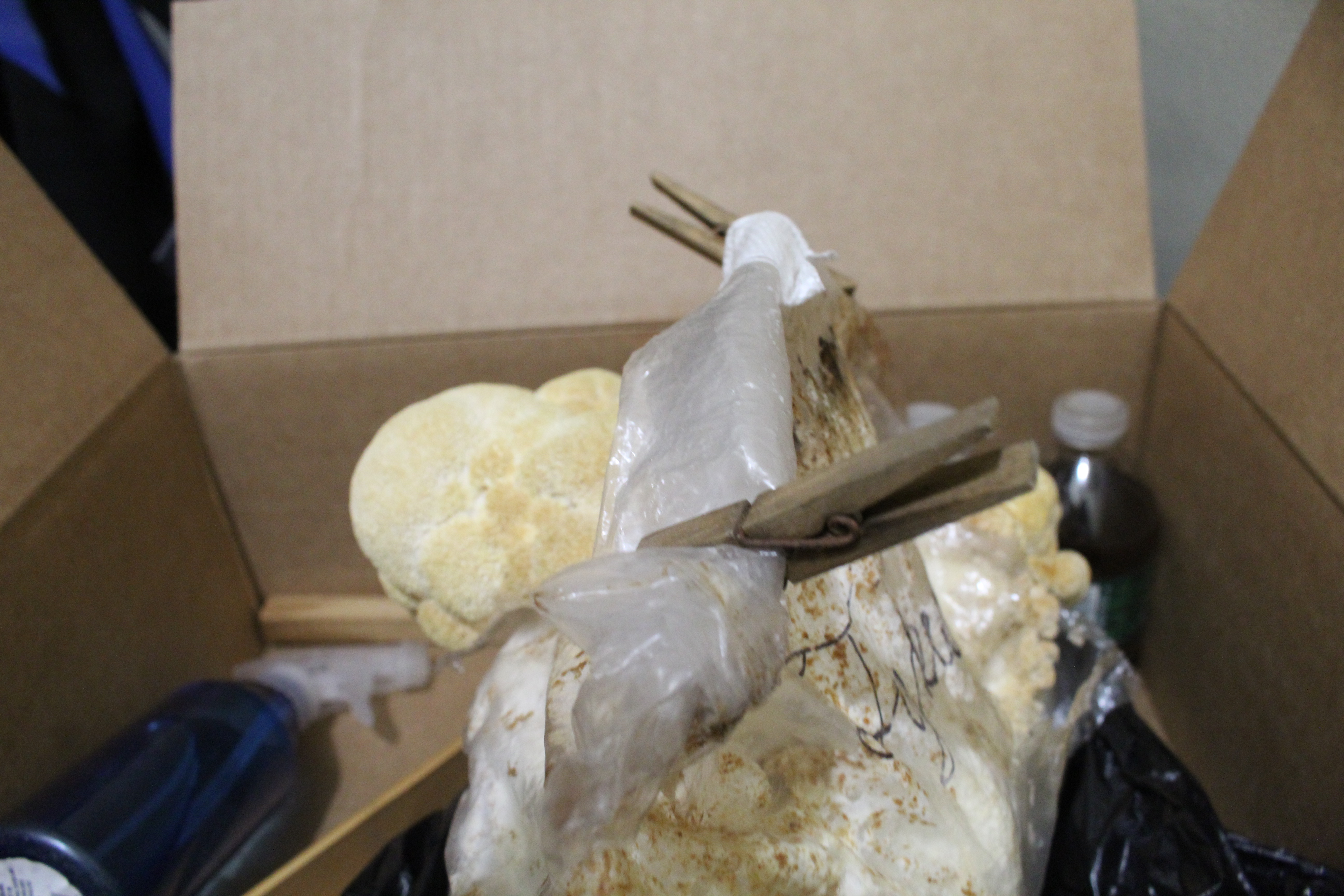 Fruiting body growth as of day 34 (November 14, 2024.)