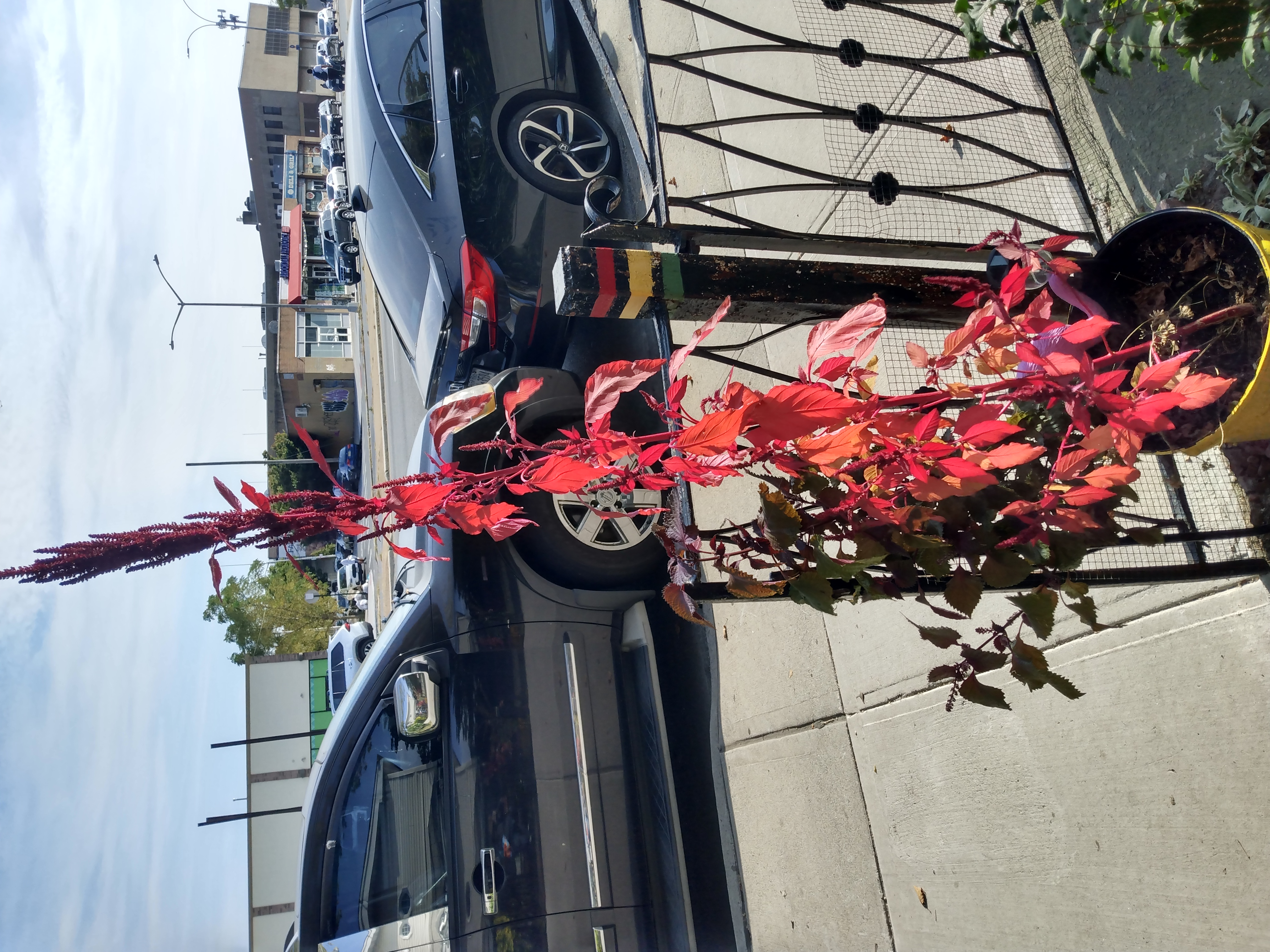 A red amaranth plant in the Dixons' garden
