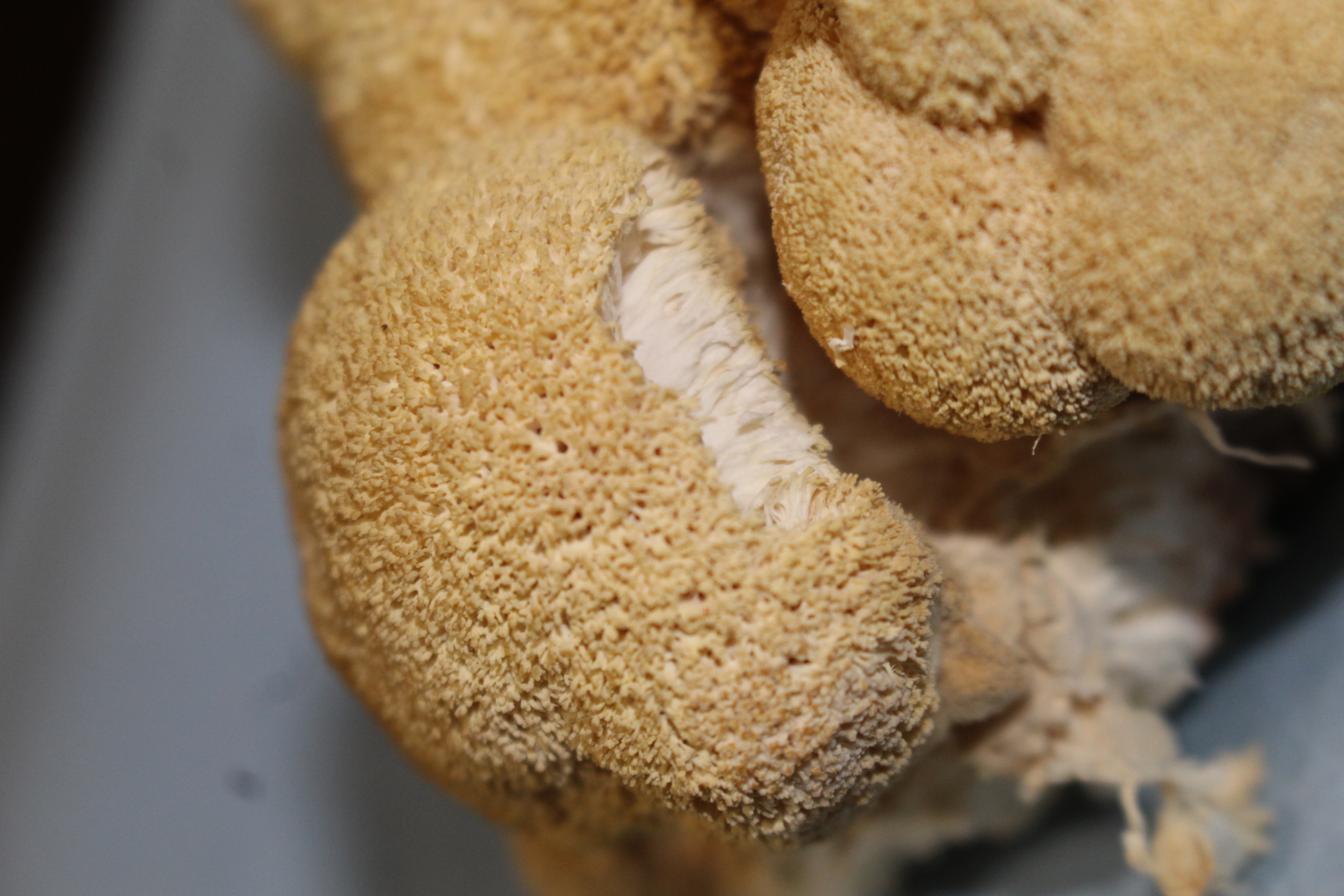 Close-up of fungus post removal