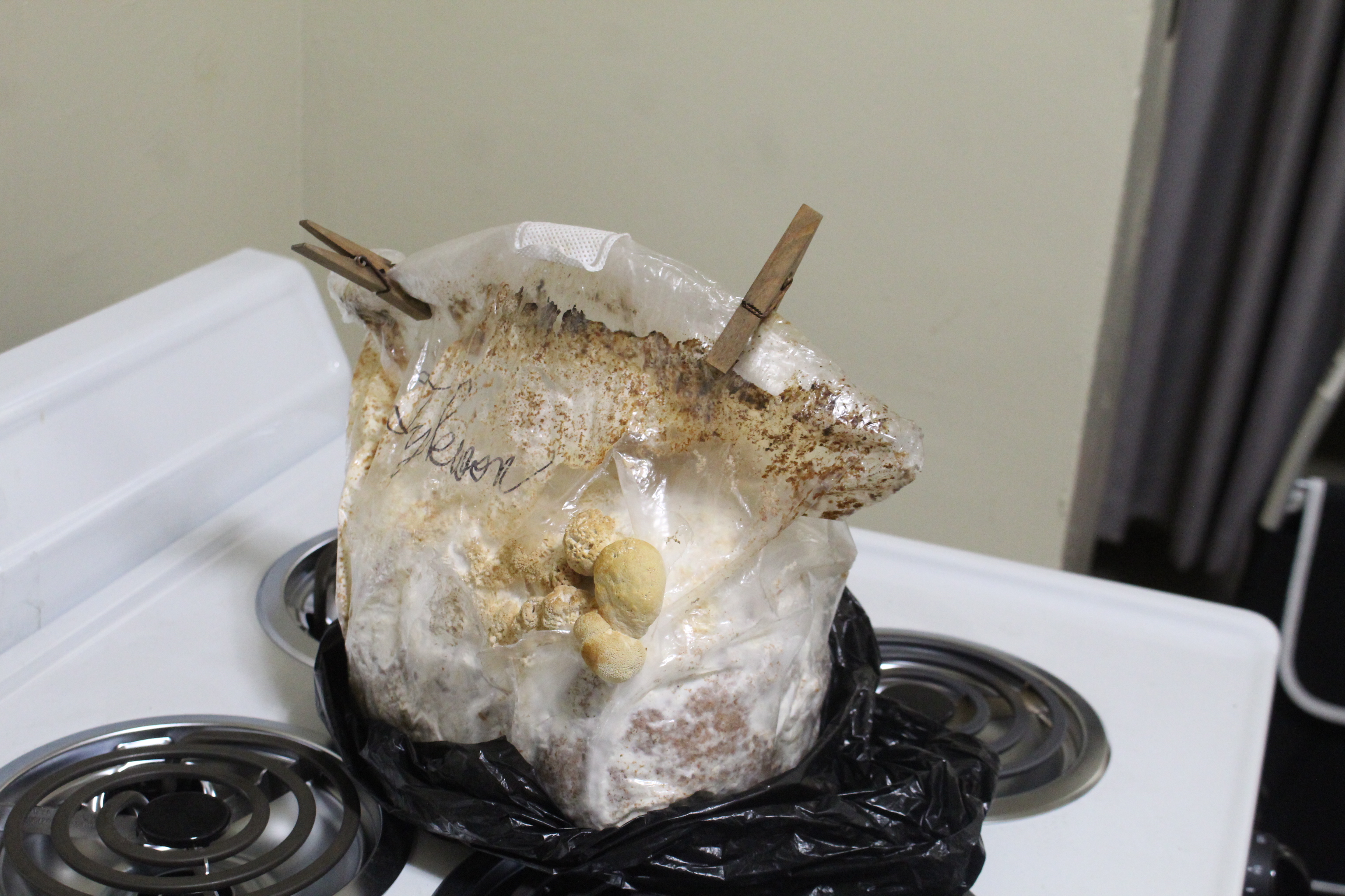 Fruiting body growth as of day 35 (November 15, 2024.)