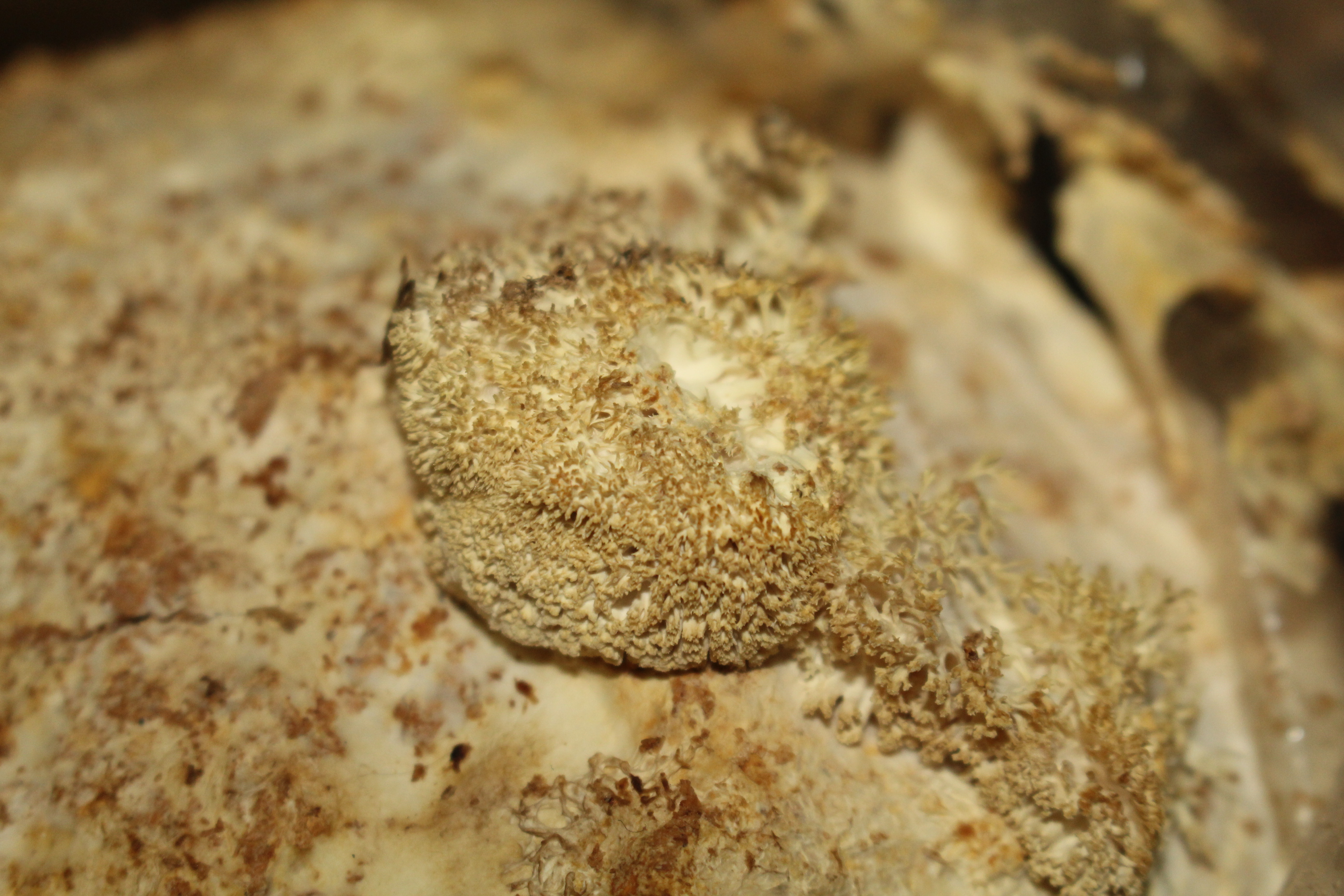Fruiting body growth as of day 45 (November 25, 2024.)