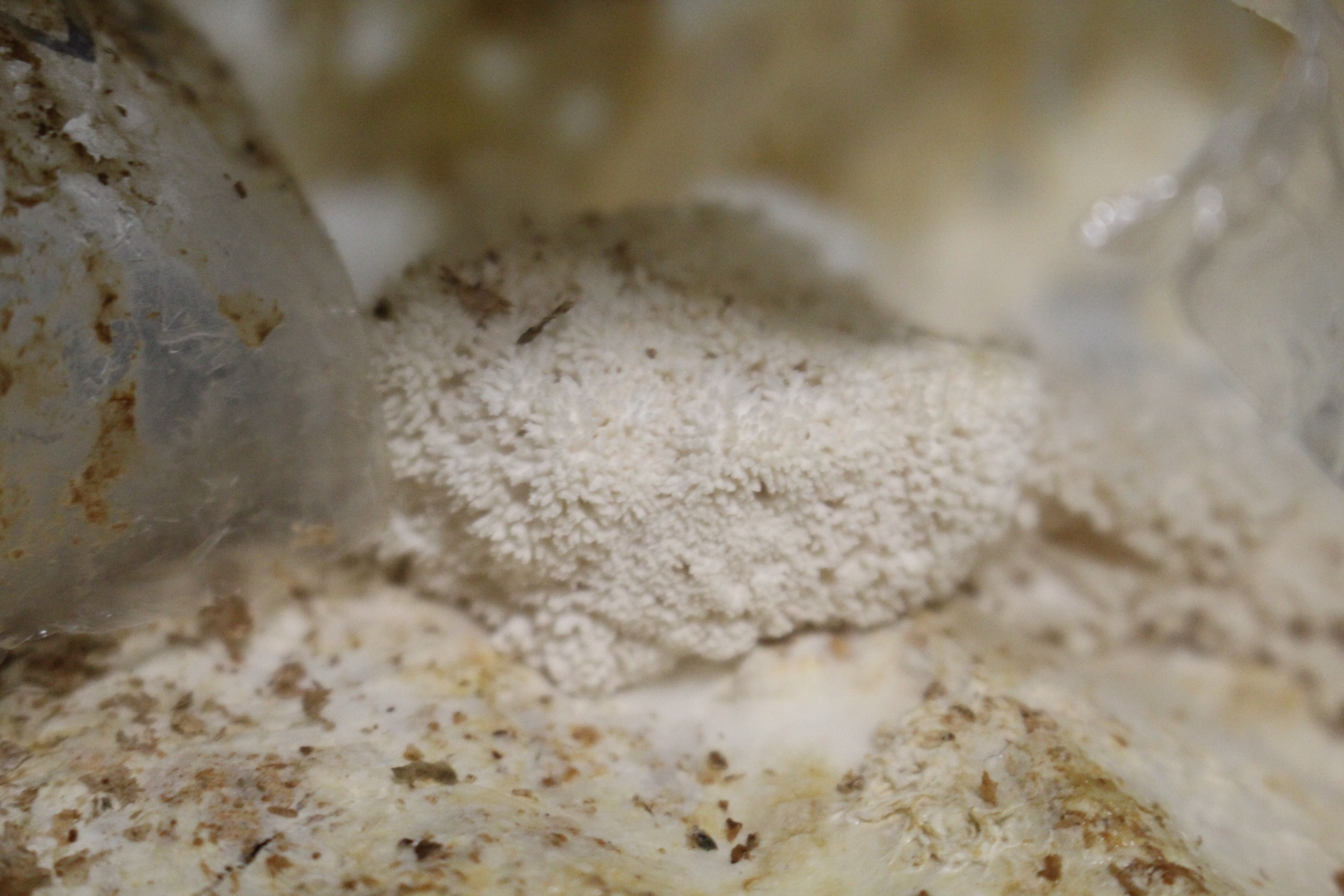 Fruiting body growth as of day 48 (November 28, 2024.)
