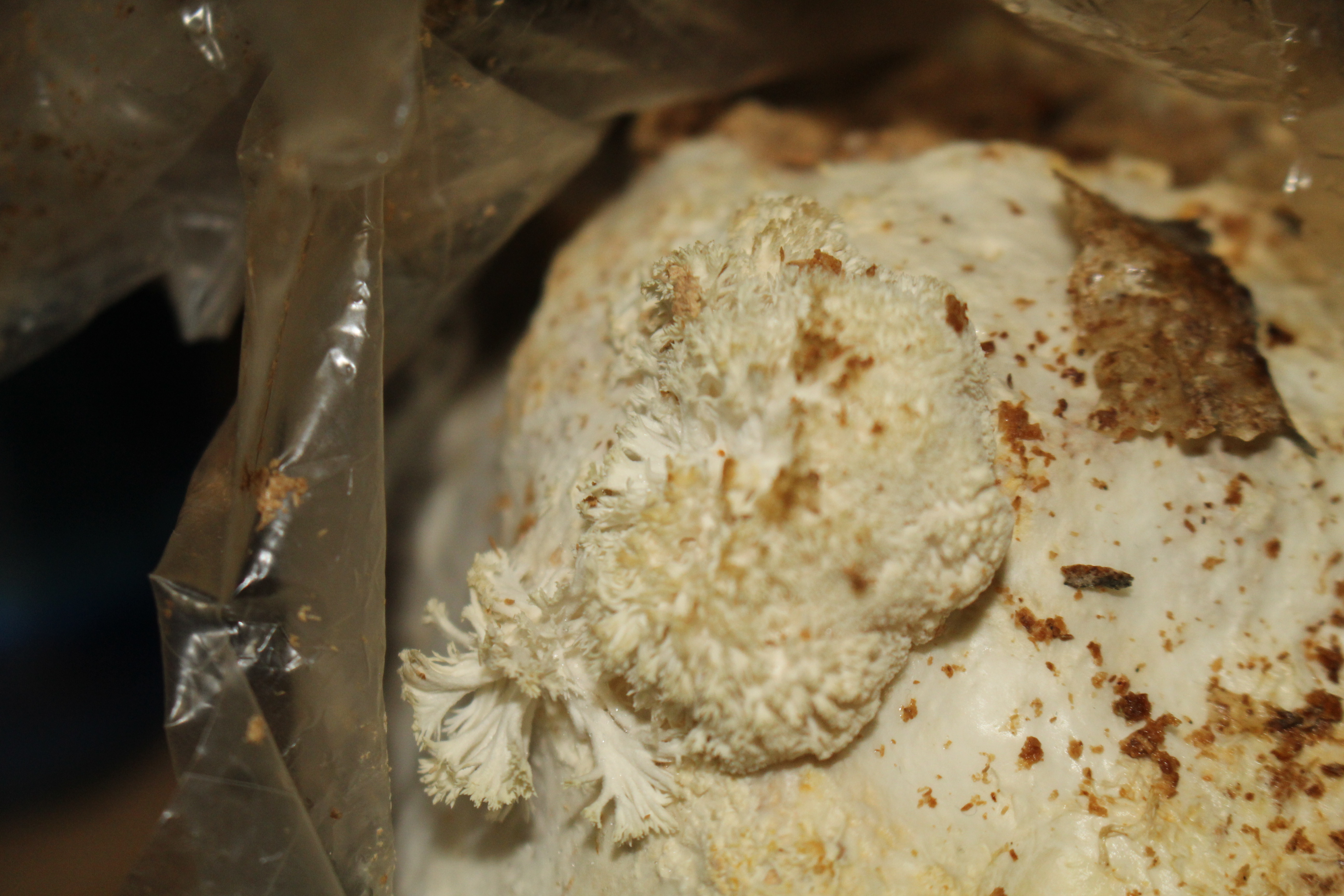Fruiting body growth as of day 48 (November 28, 2024.)