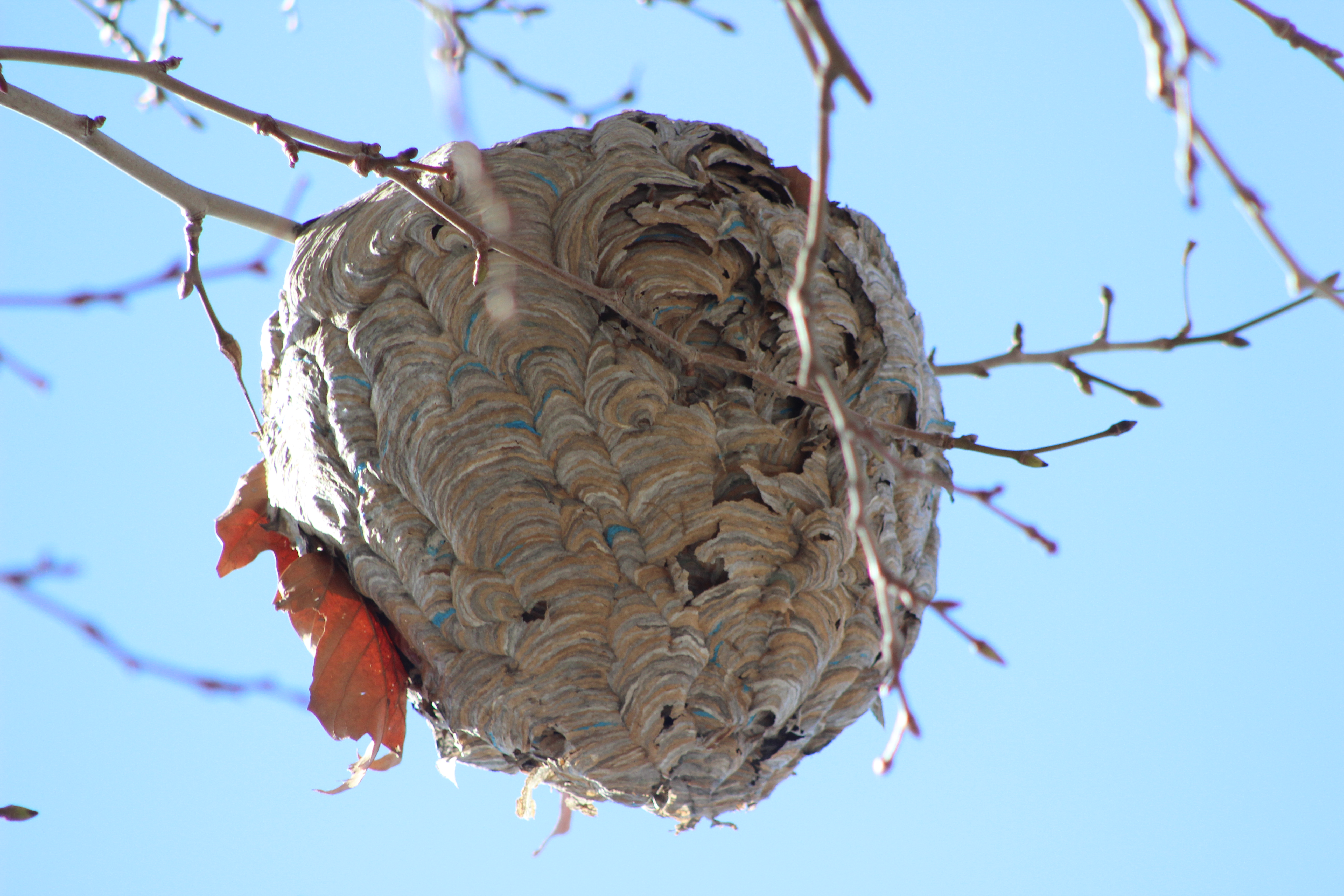 A wasp nest with teal sections