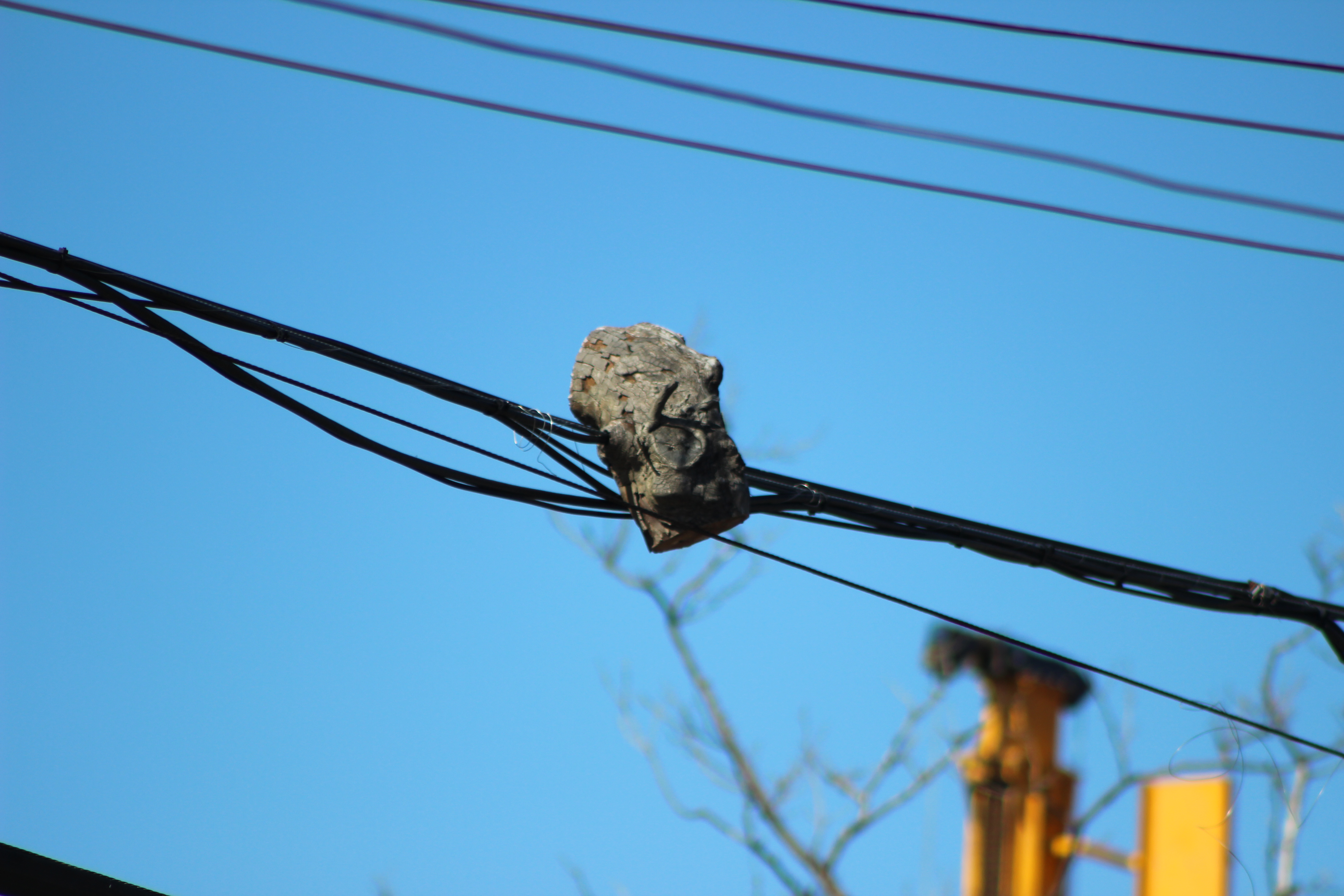 A sawn branch on a power line