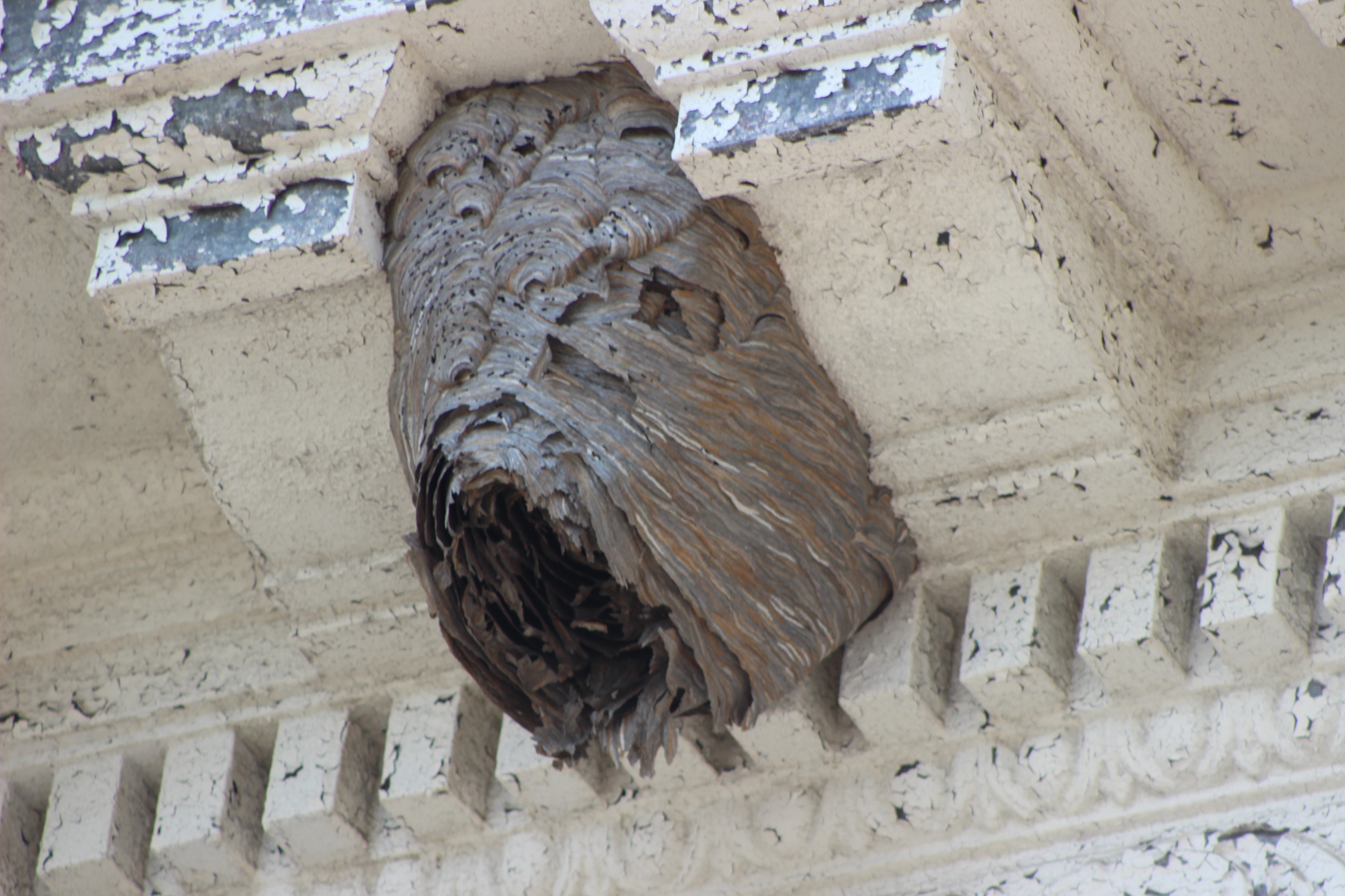 large nest secure beneath a roof