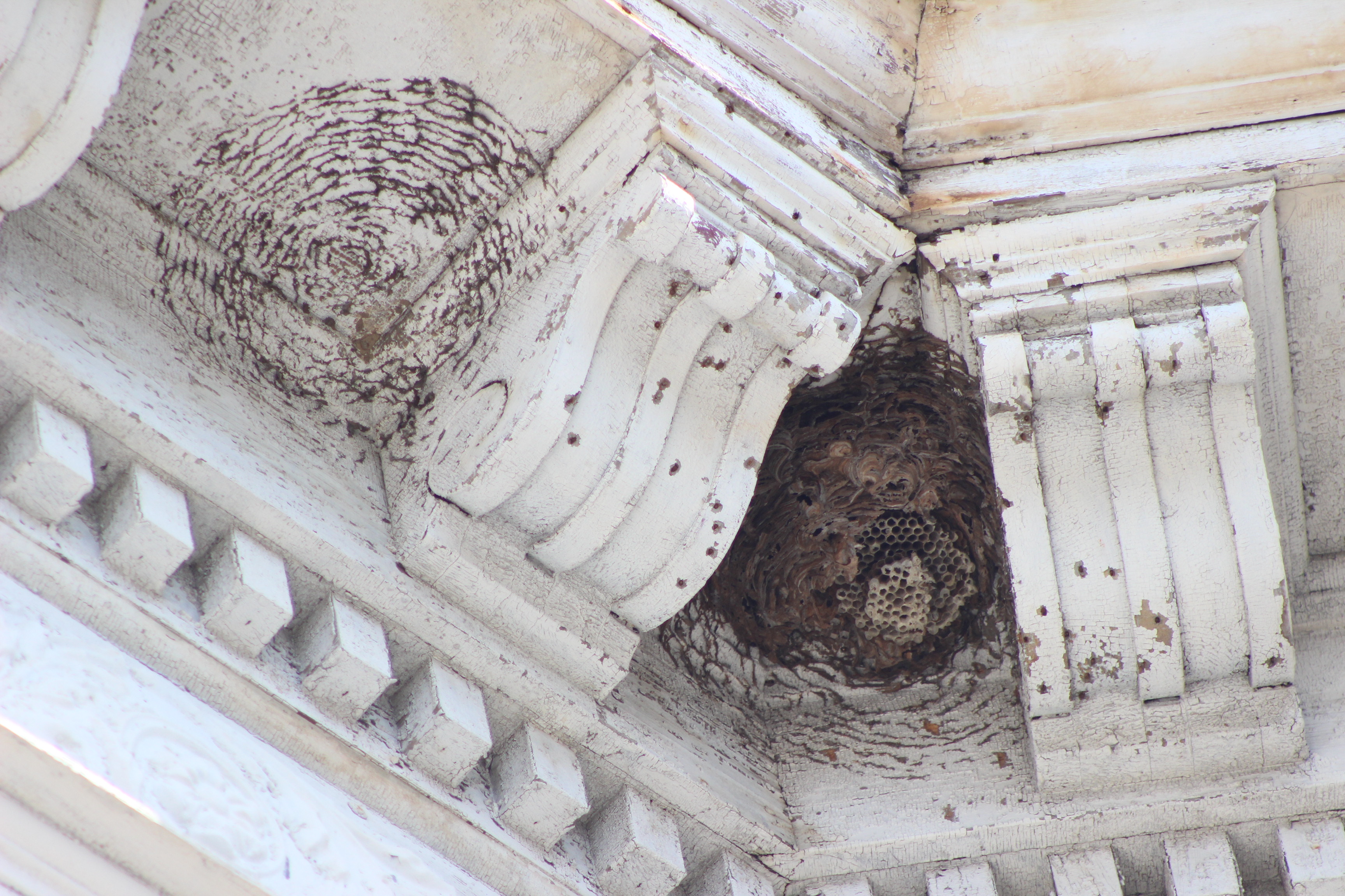 A nest hidden between the corbels of a building