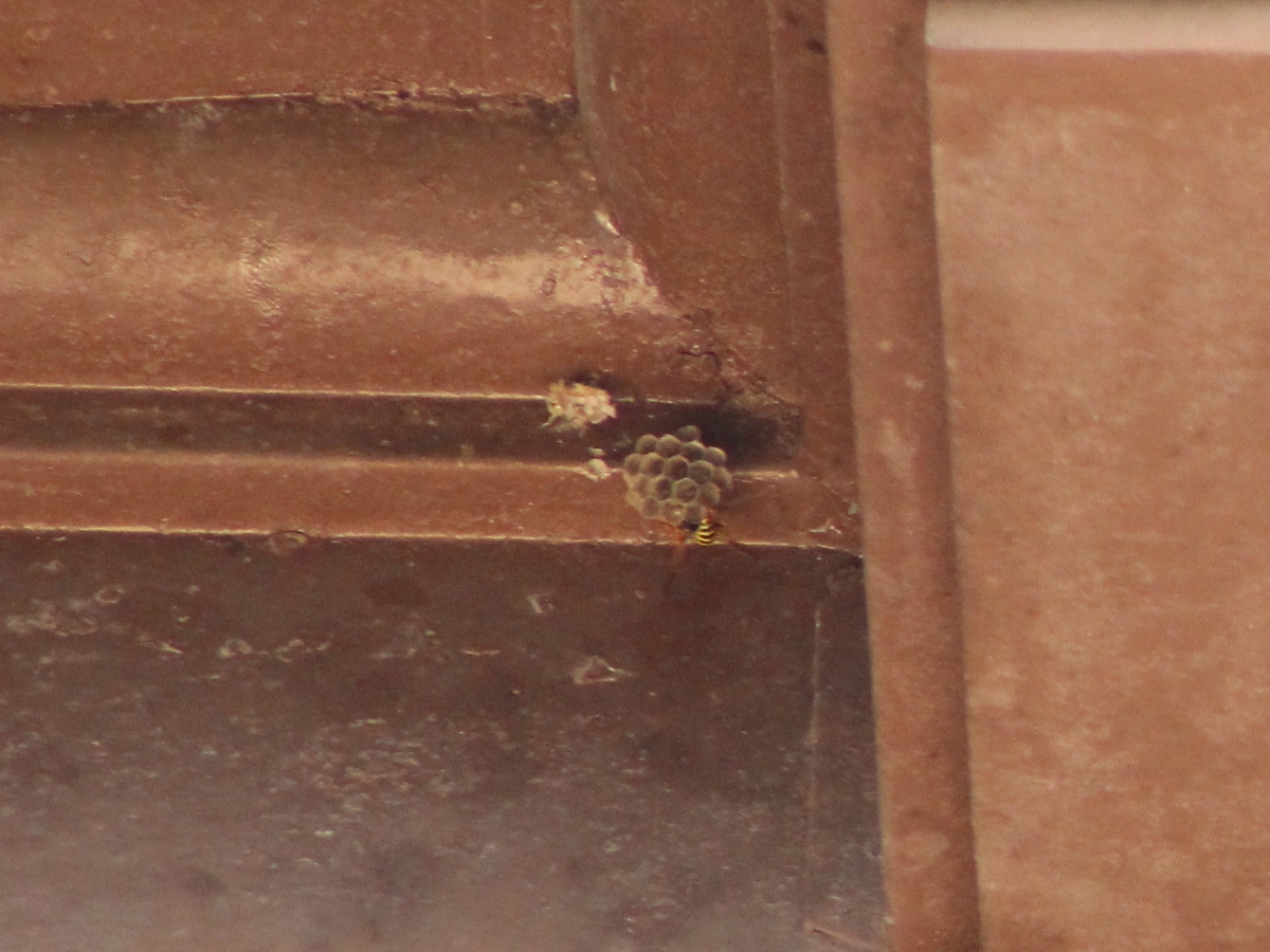 A mini wasp nest which is possibly new and active