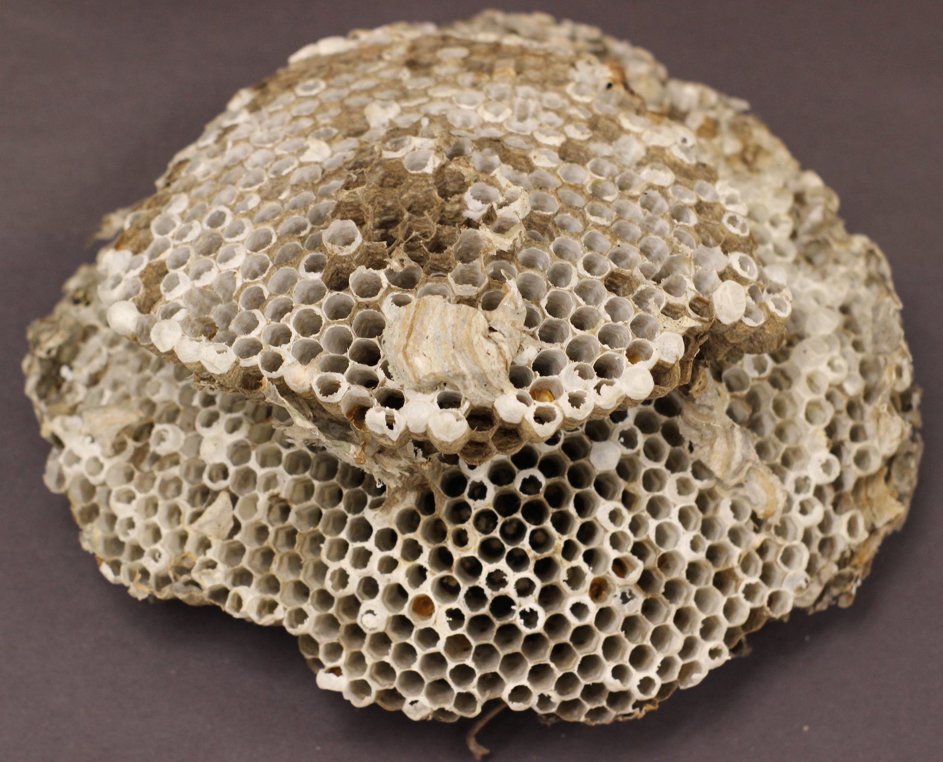 overview of a collected fallen wasp nest