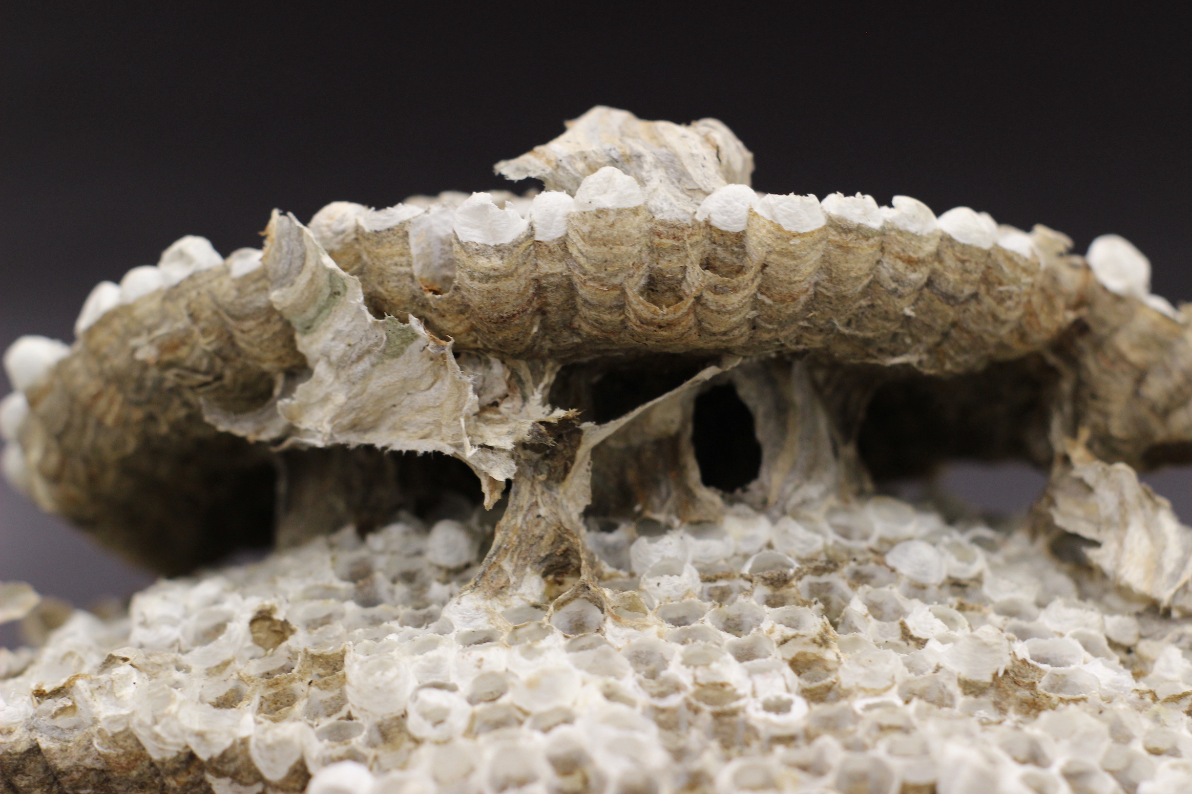 support columns of a wasp nest