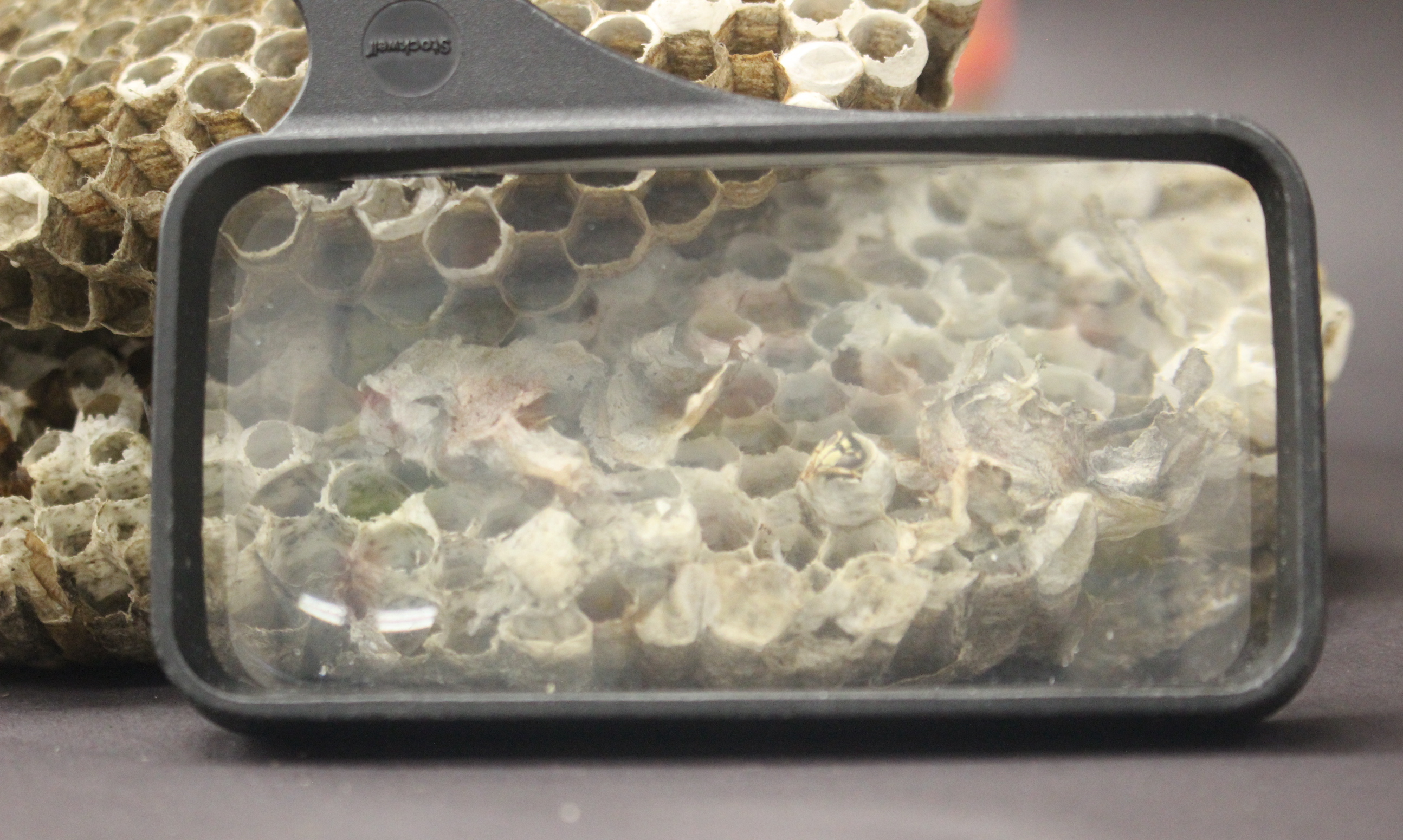 collected nest under a magnifying glass