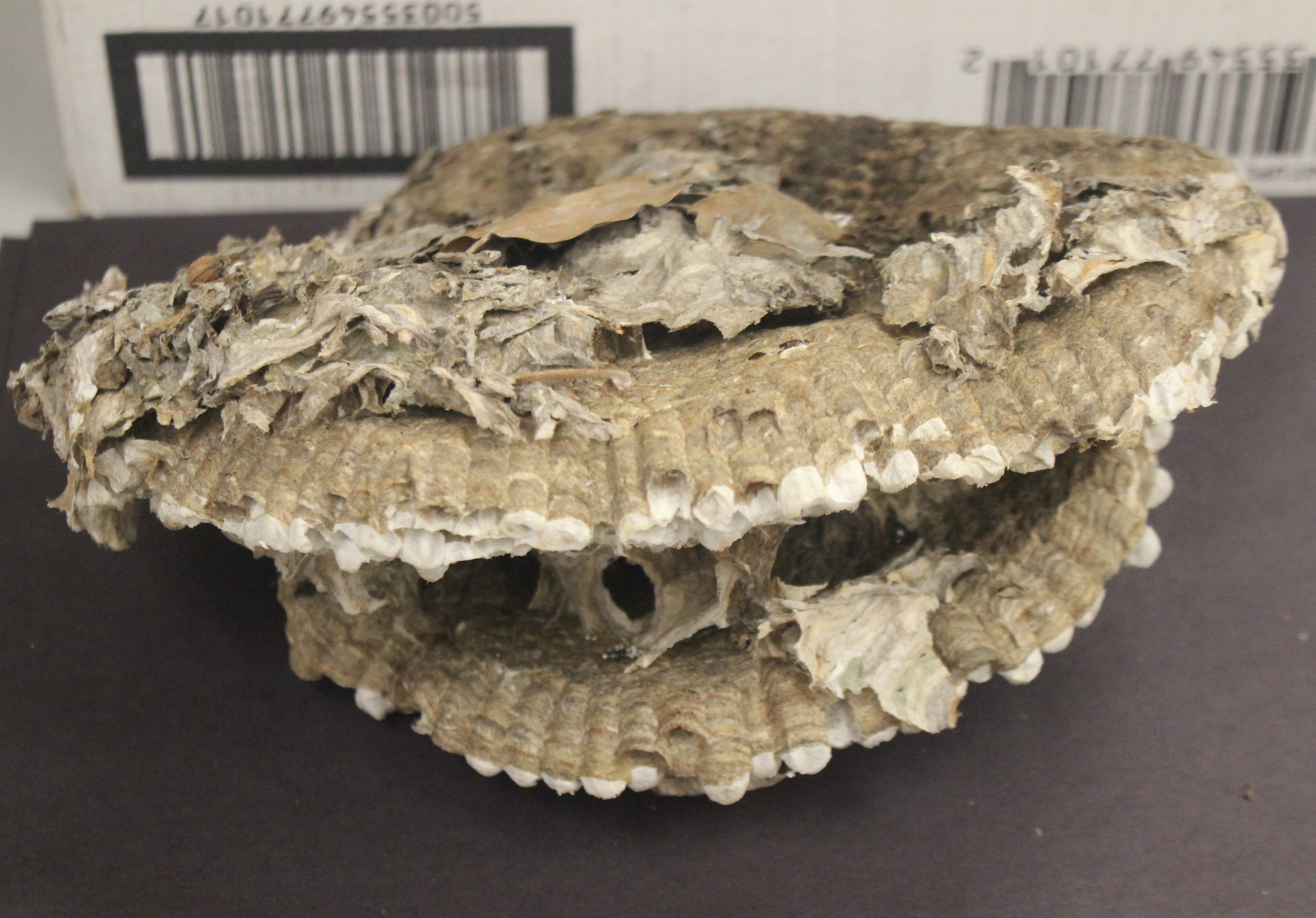 top surface of a collected wasp nest