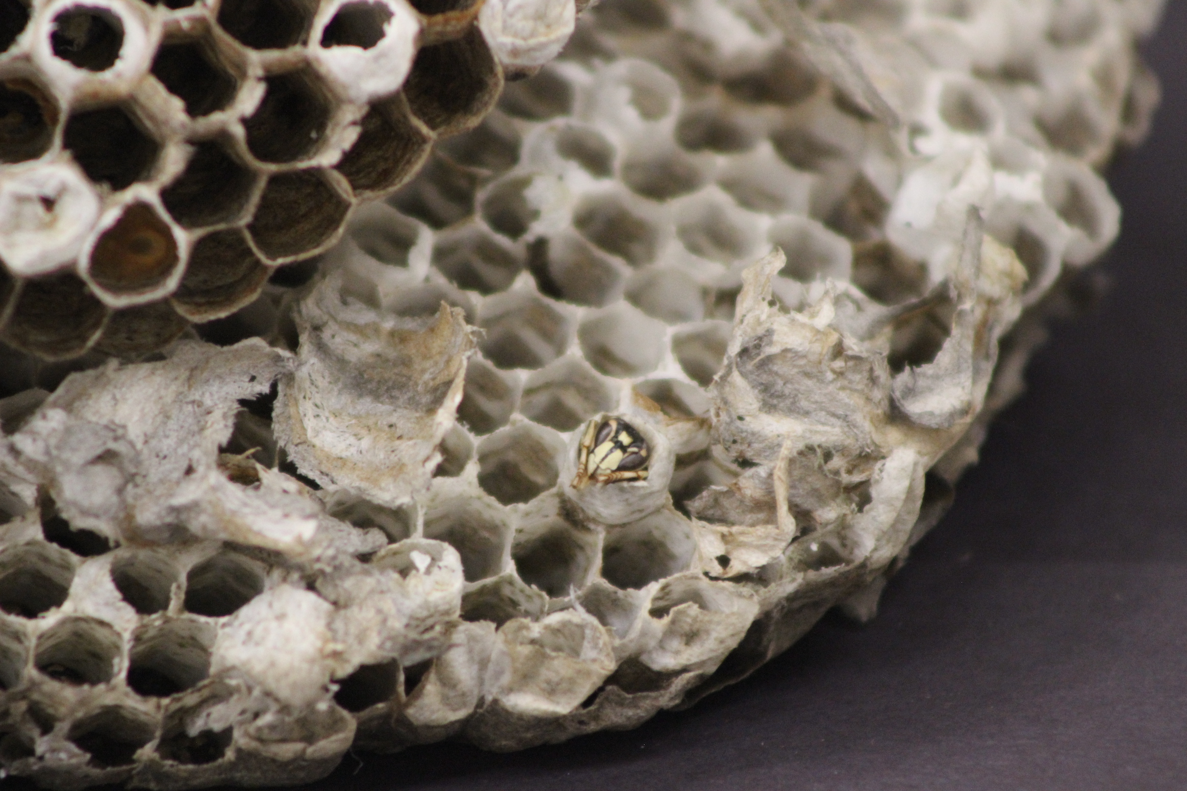 dead wasp within a collected nest