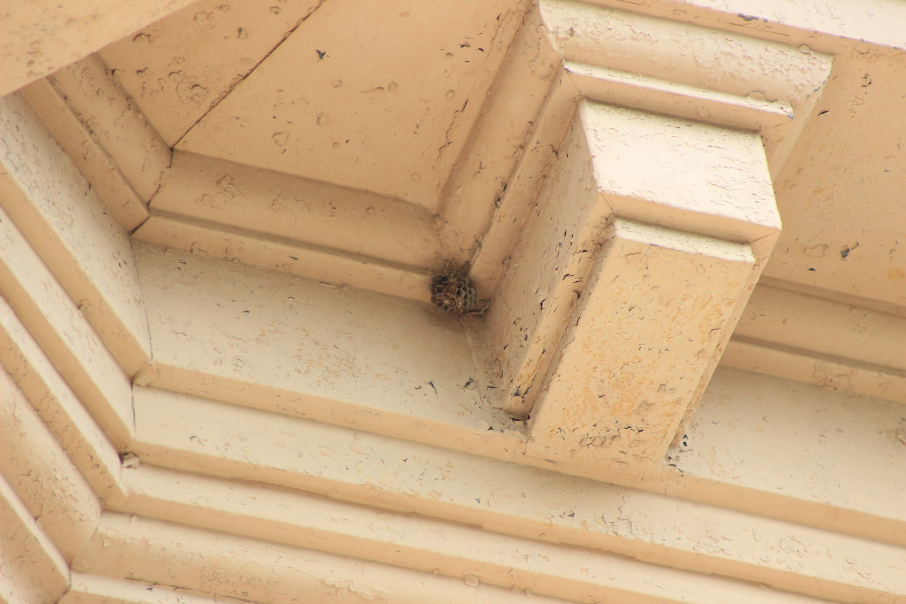 small nest with cells that don't look empty