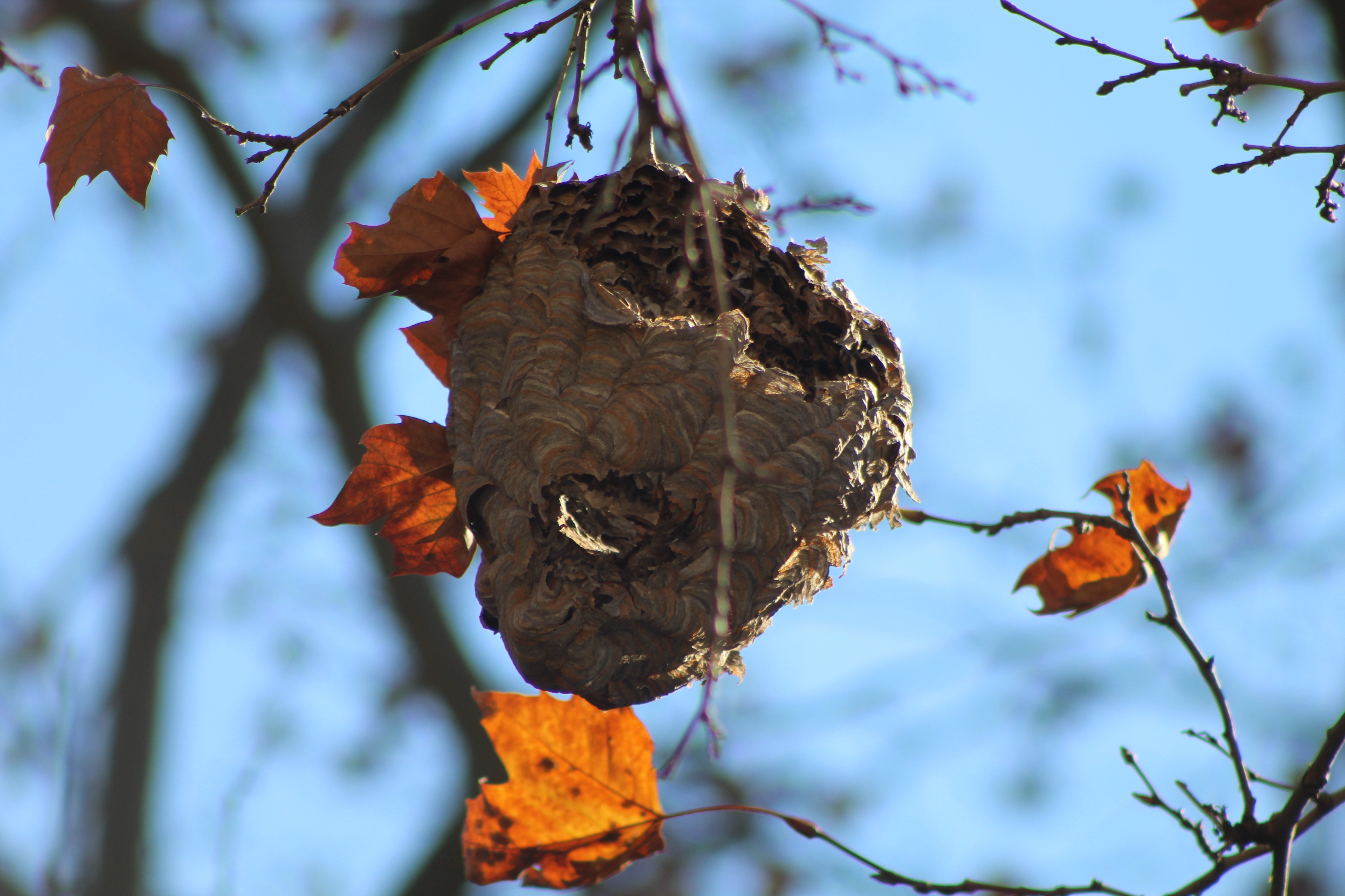 A nest with some damage