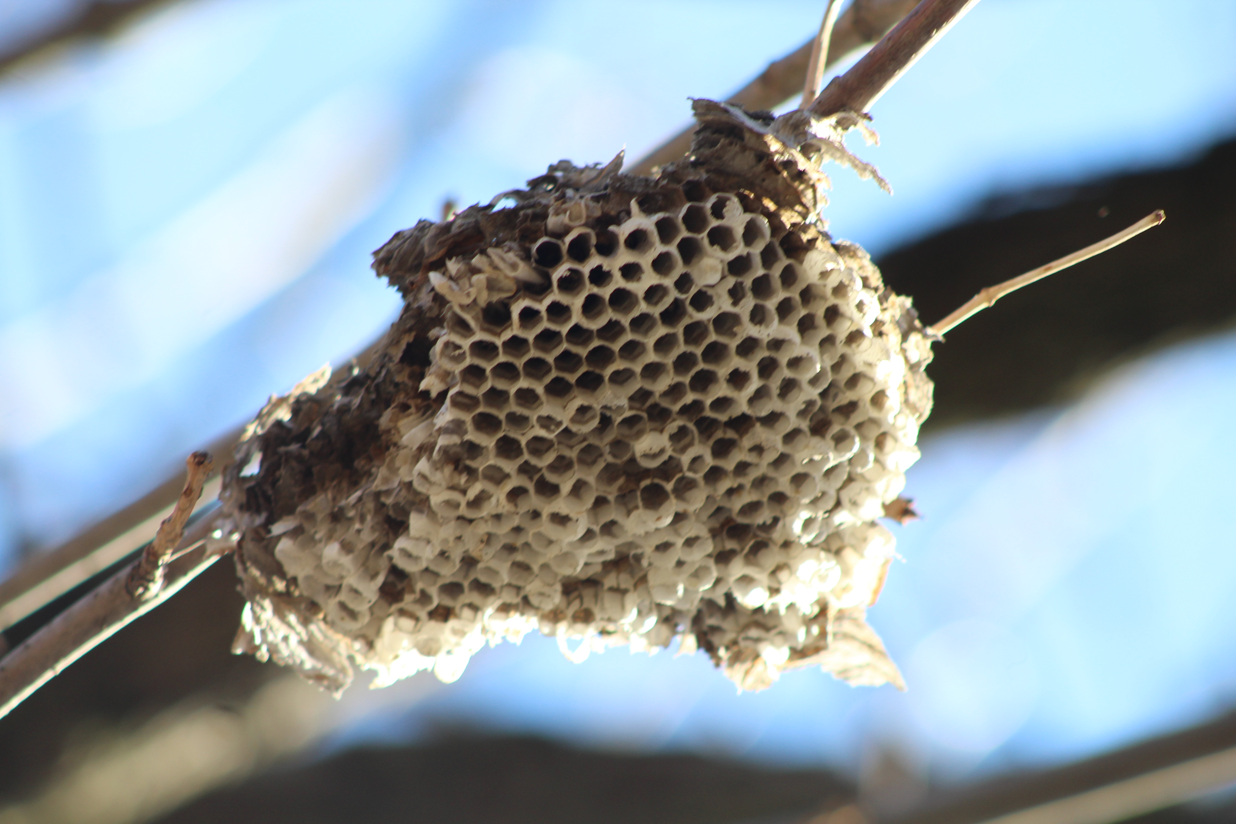 A nest worn down to a few cells