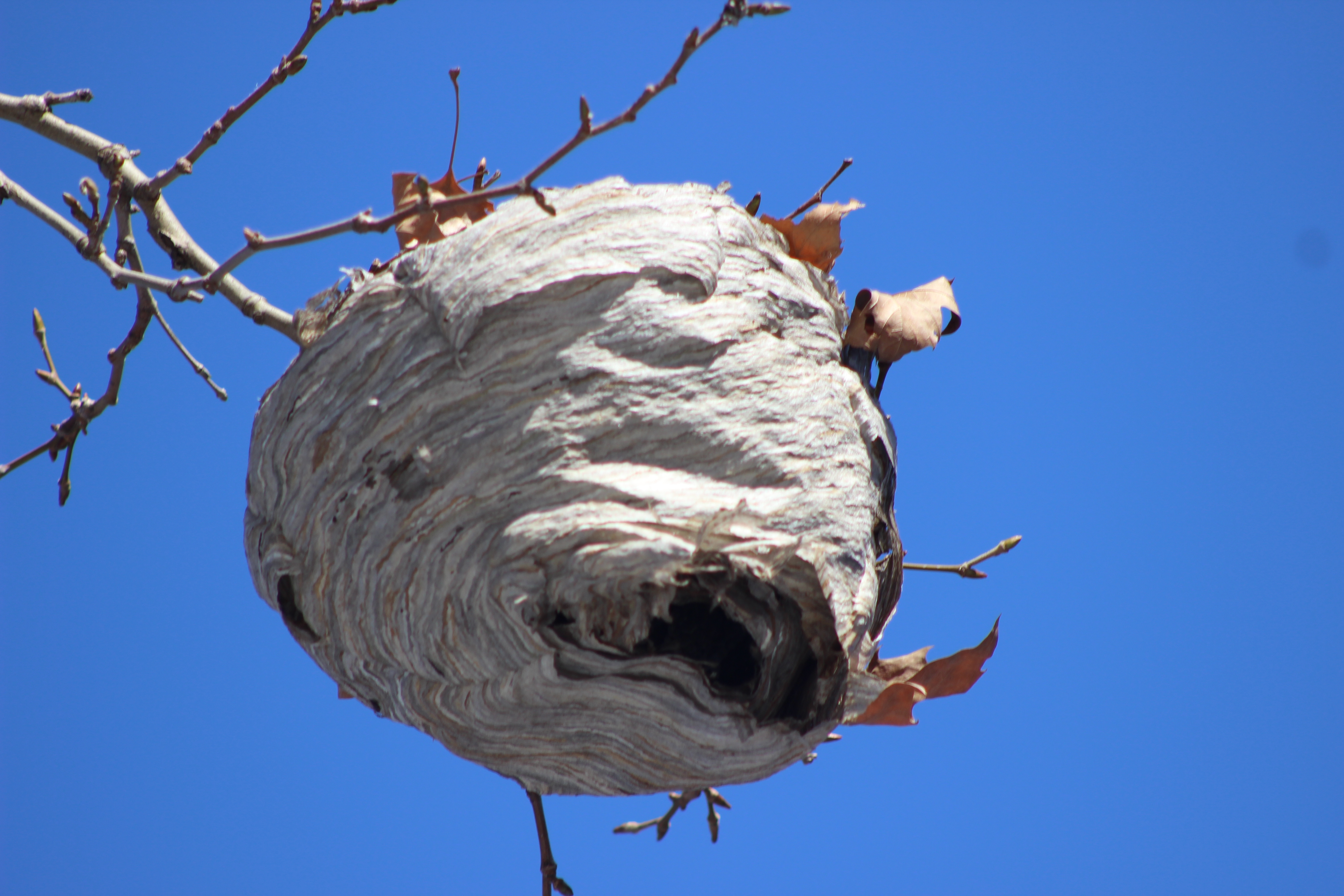 wasp nest of a distinct shape and texture