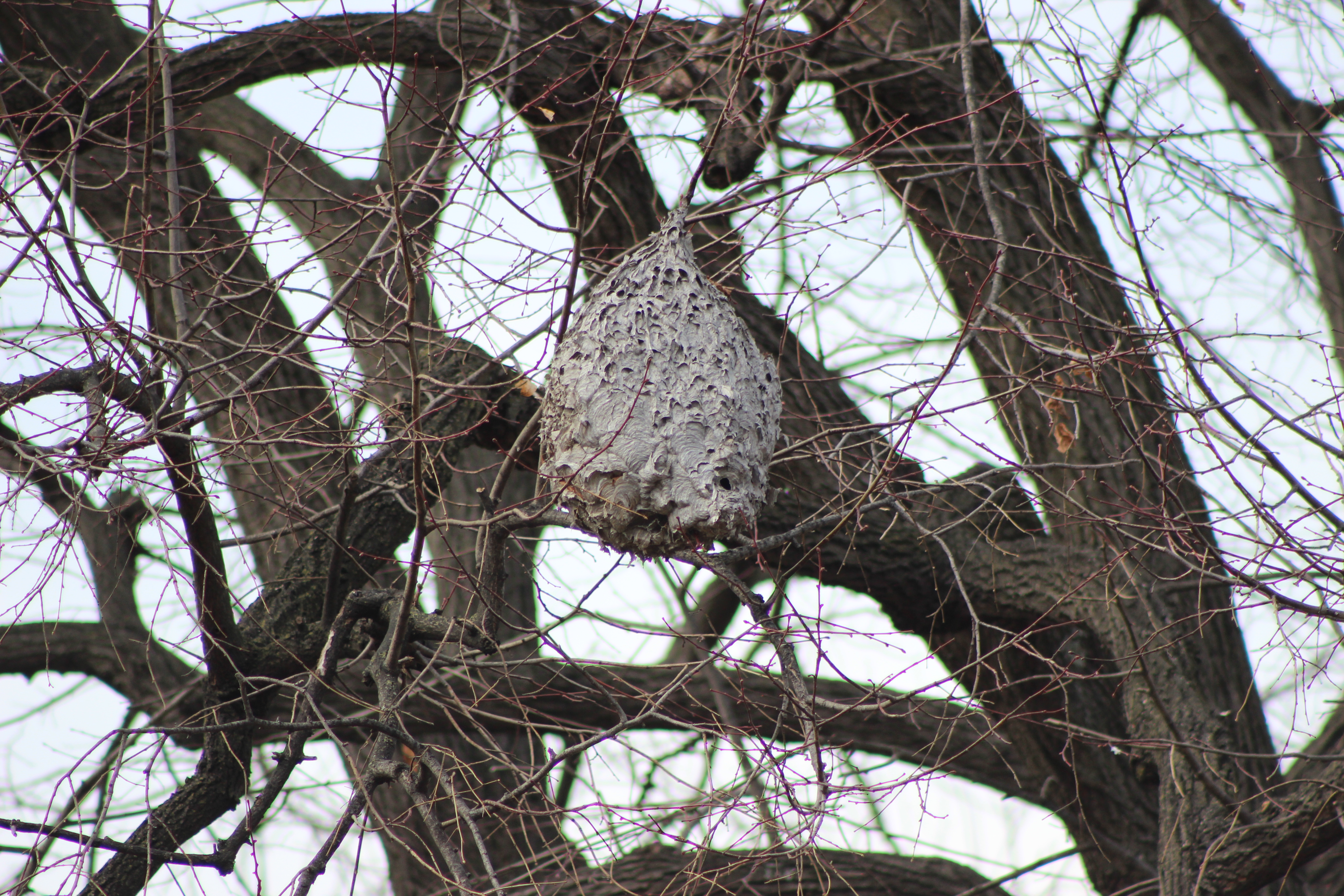 large, saggy nest found in Rufus King park. May have housed hornets