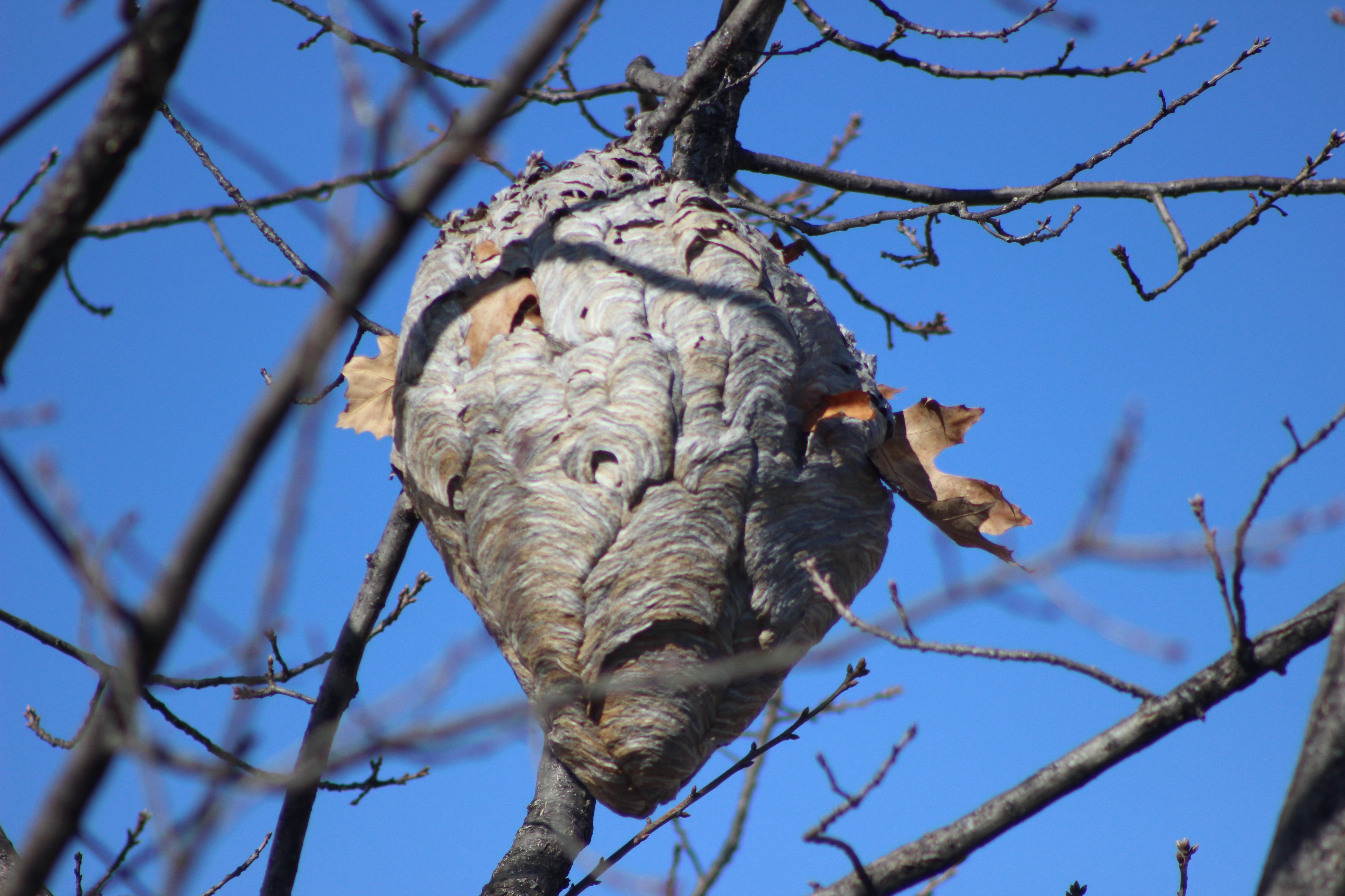 A nest in good condition