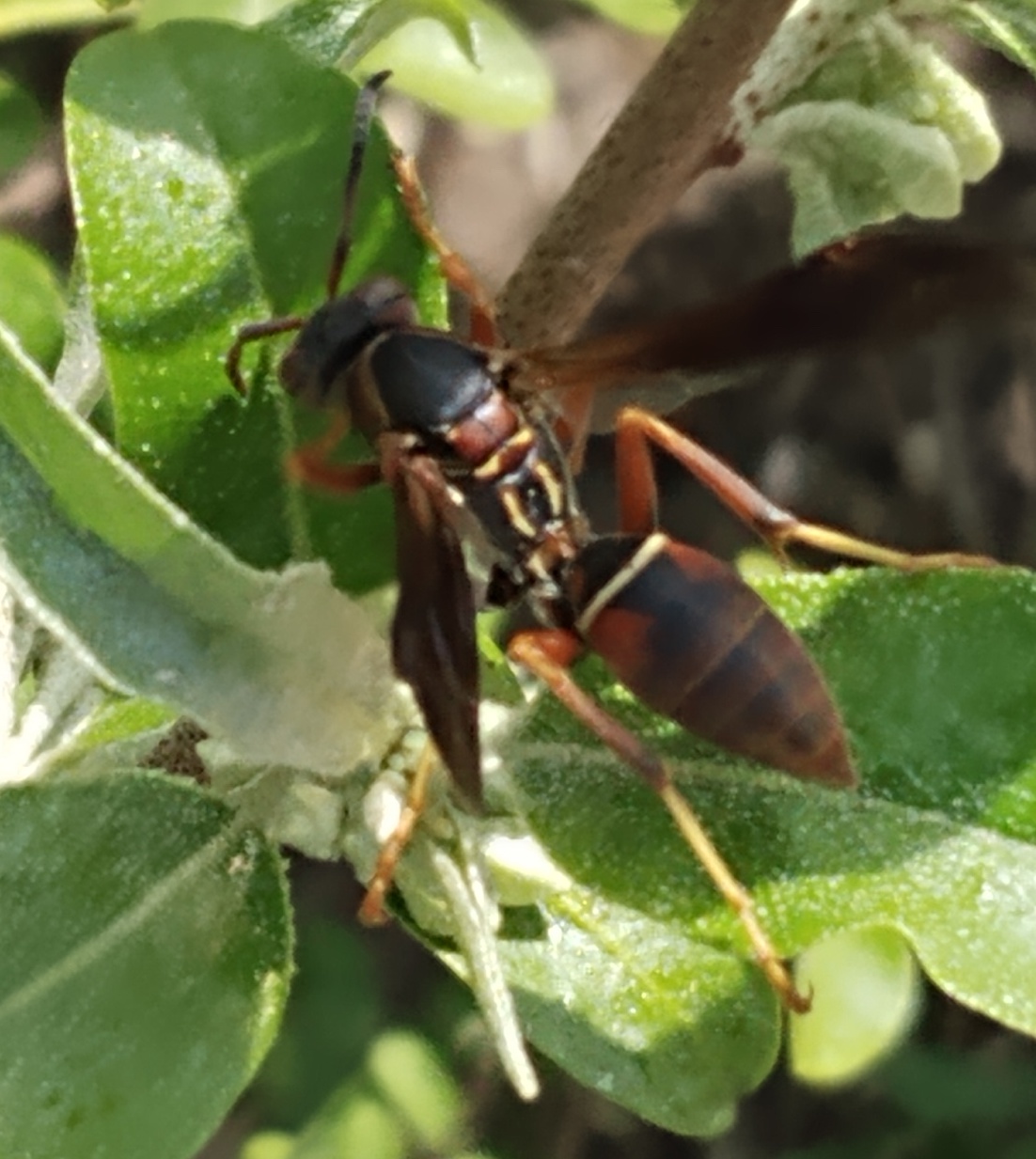 A close-up of a wasp seen locally in 2022
