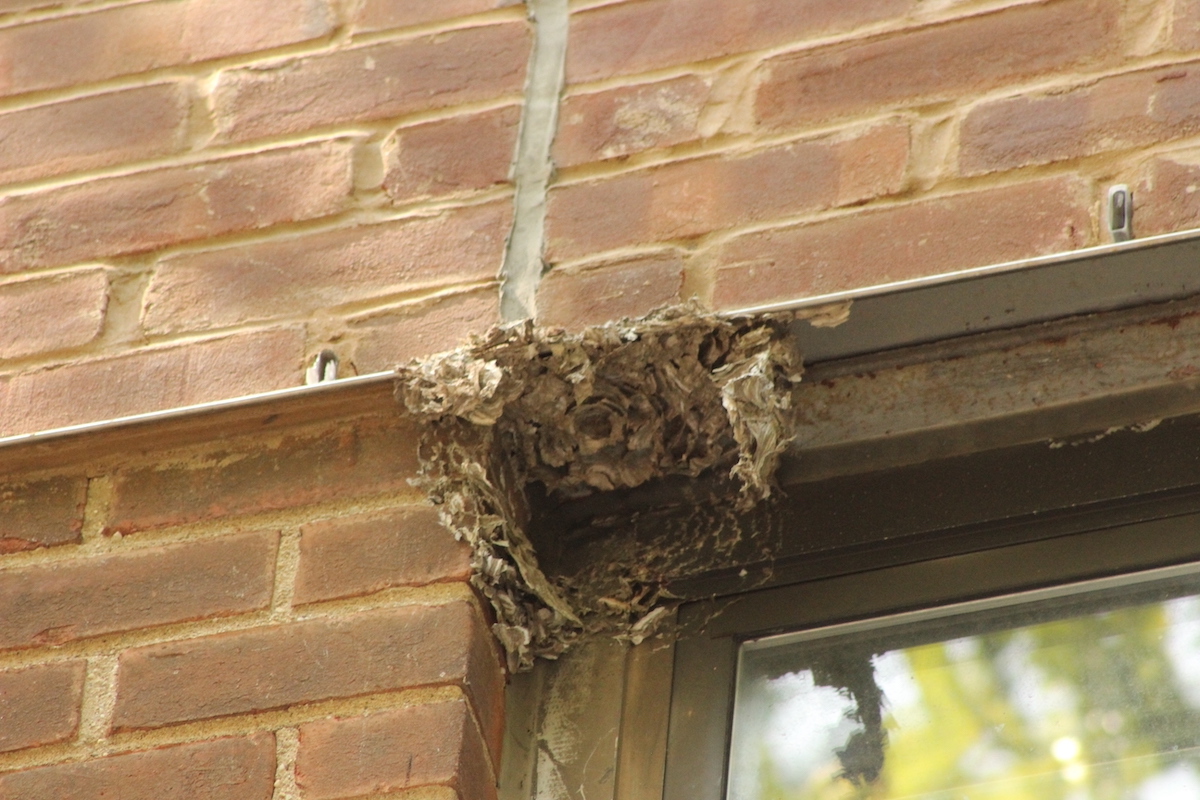Close-up of the wasp nest above 3c after its removal.