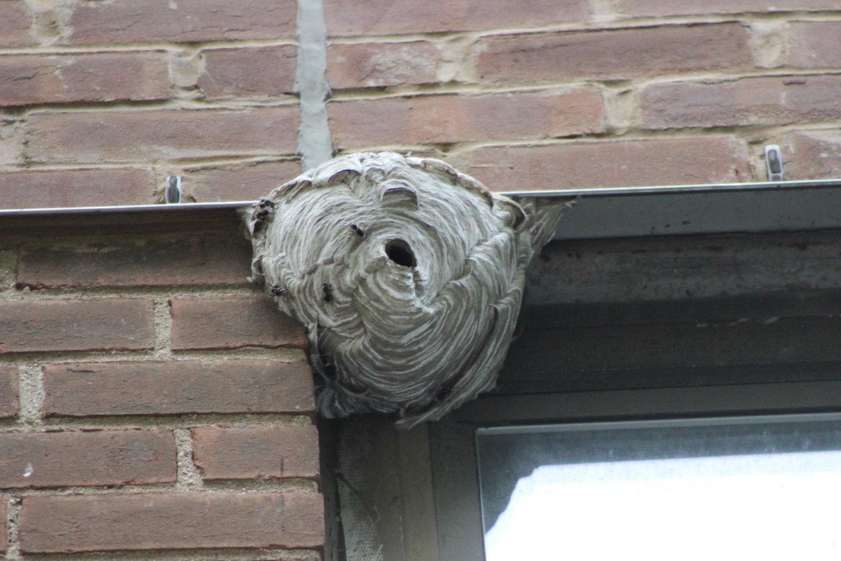 Close-up of the wasp nest above 3c on August 5th. Wasps are actively expanding its walls and going about their daily duties.