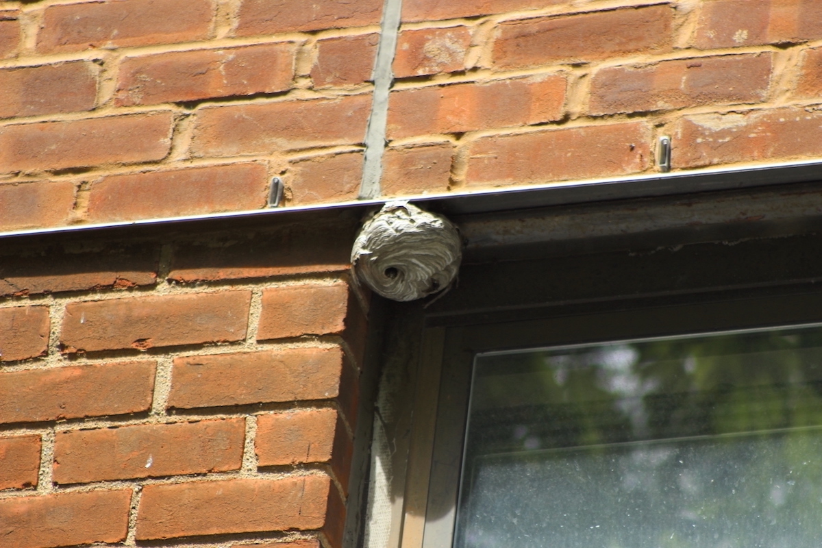 Close-up of the wasp nest above someone's air conditioner.