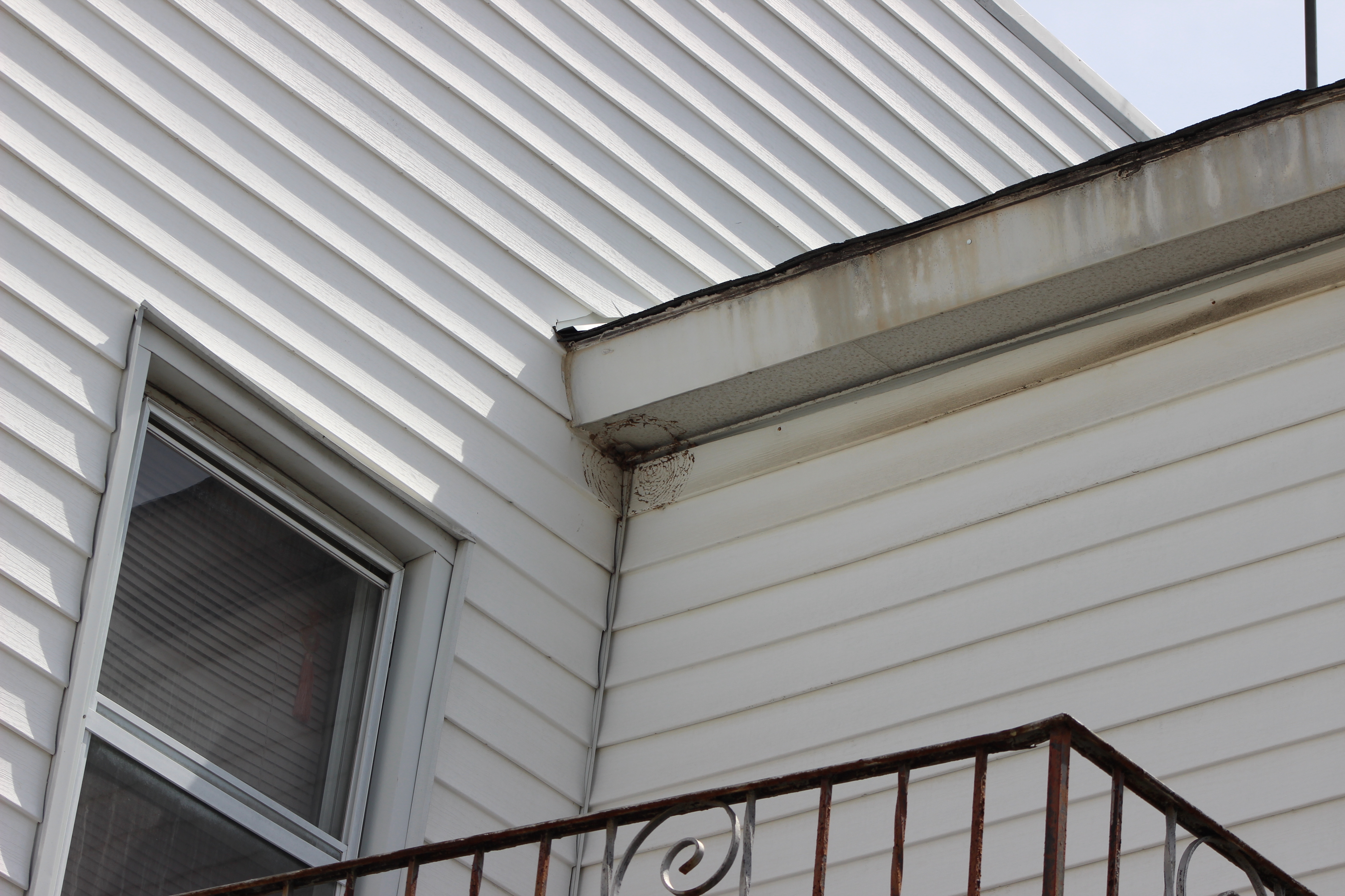 Easily missed remnants of a nest that was expensive to remove