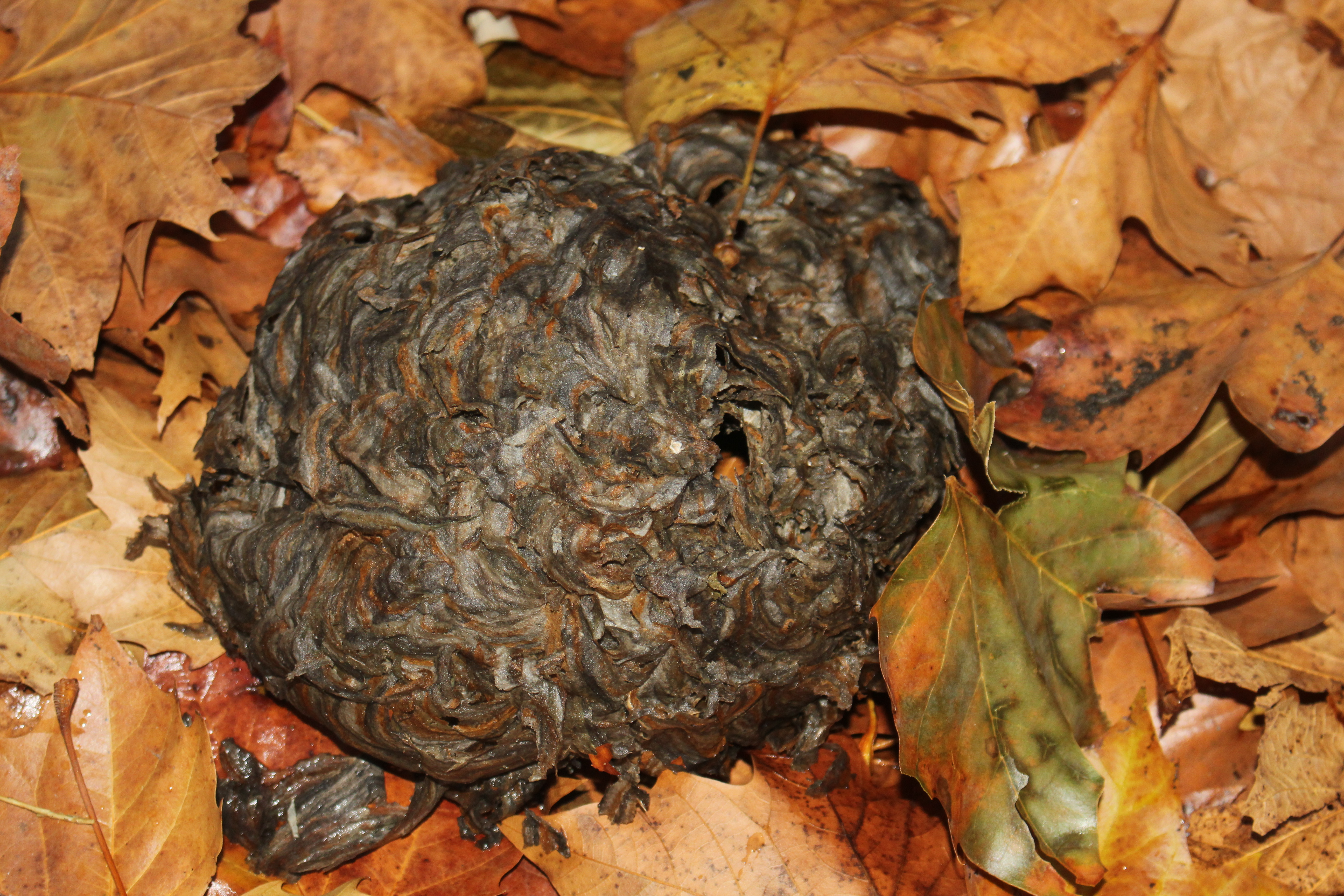 A nest that fell from a tree or structure