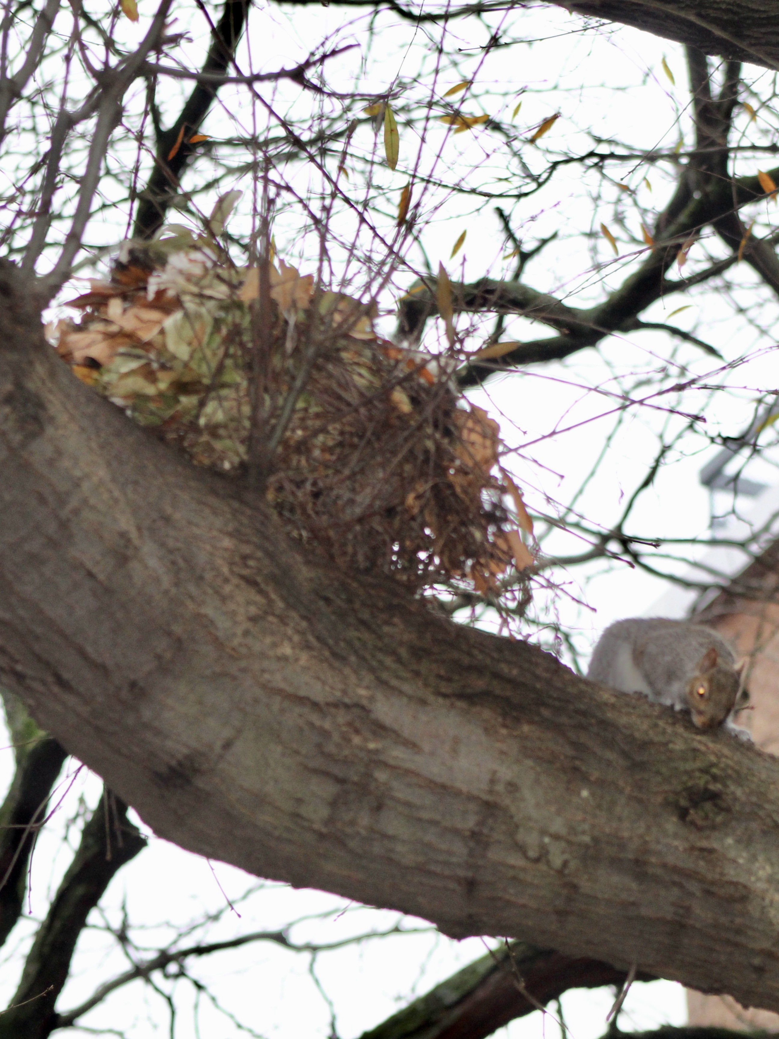 A squirrel nest