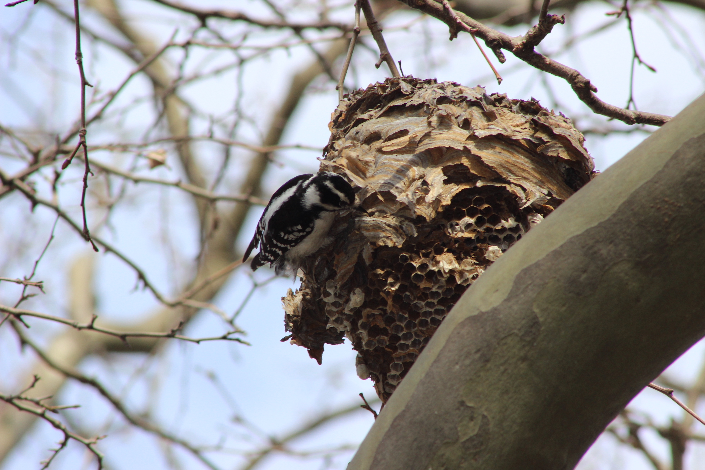 female woodpecker searches wasp nest