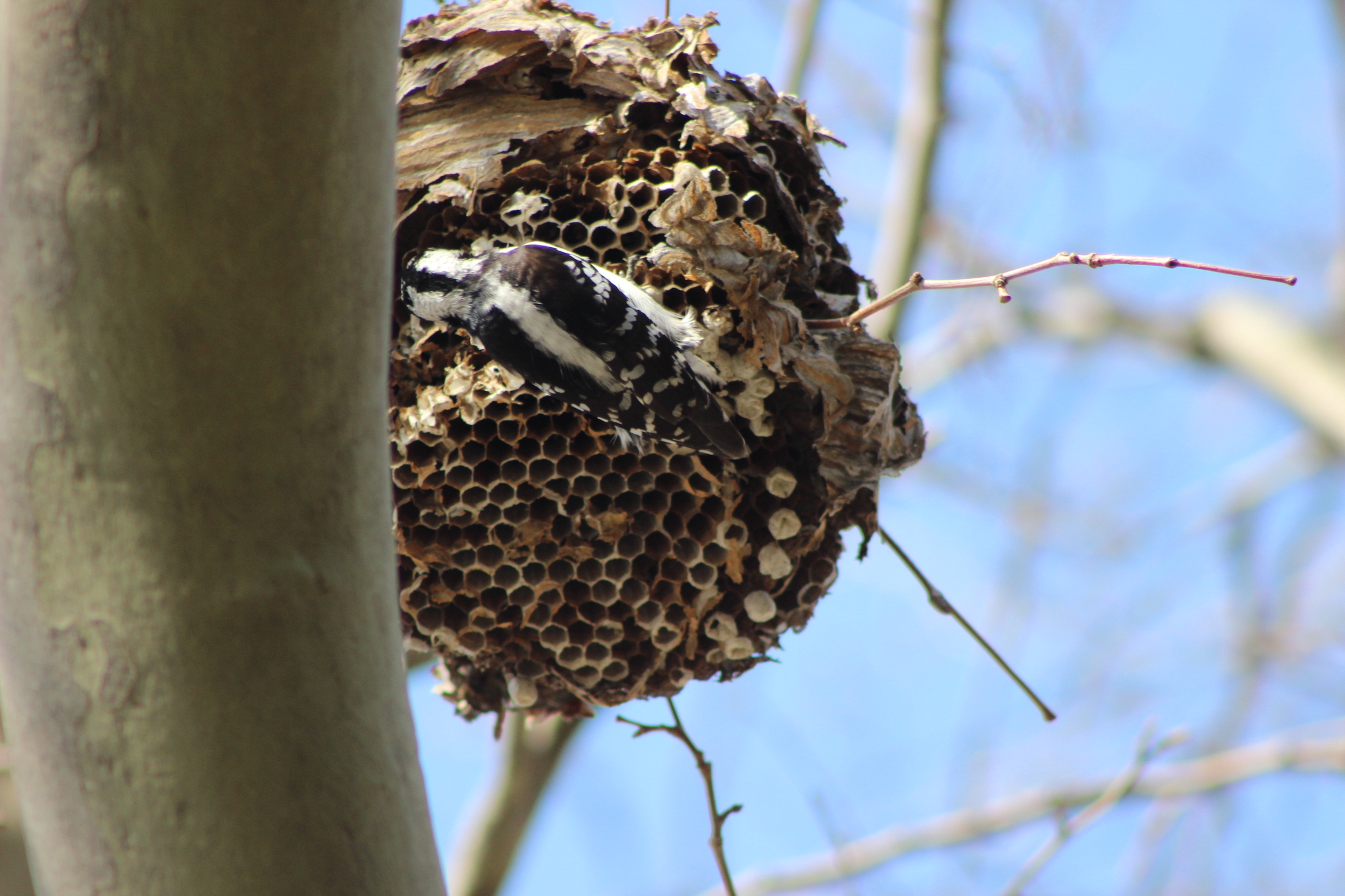 woodpecker continues searching wasp nest