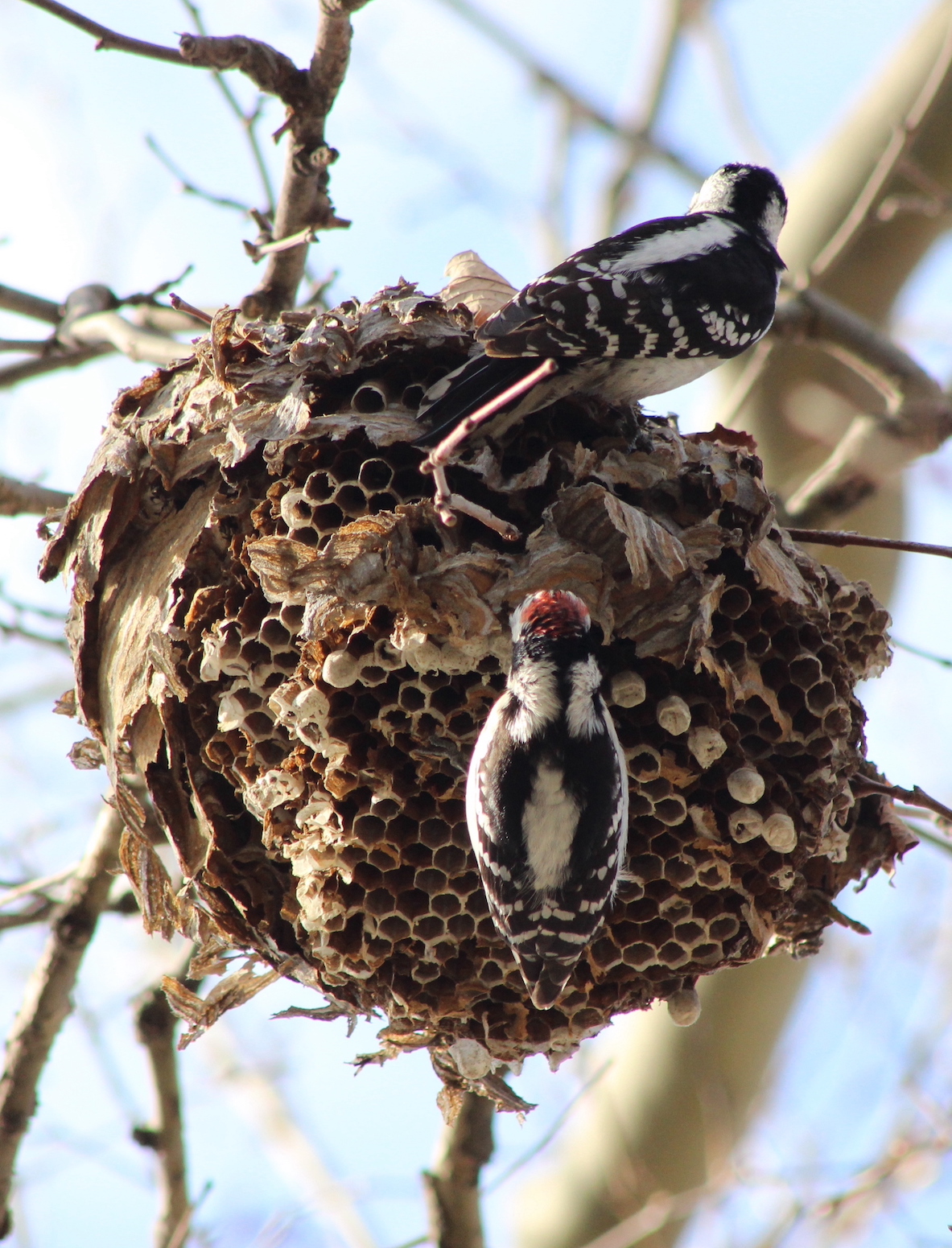 woodpeckers feeding from an abandoned wasp nest