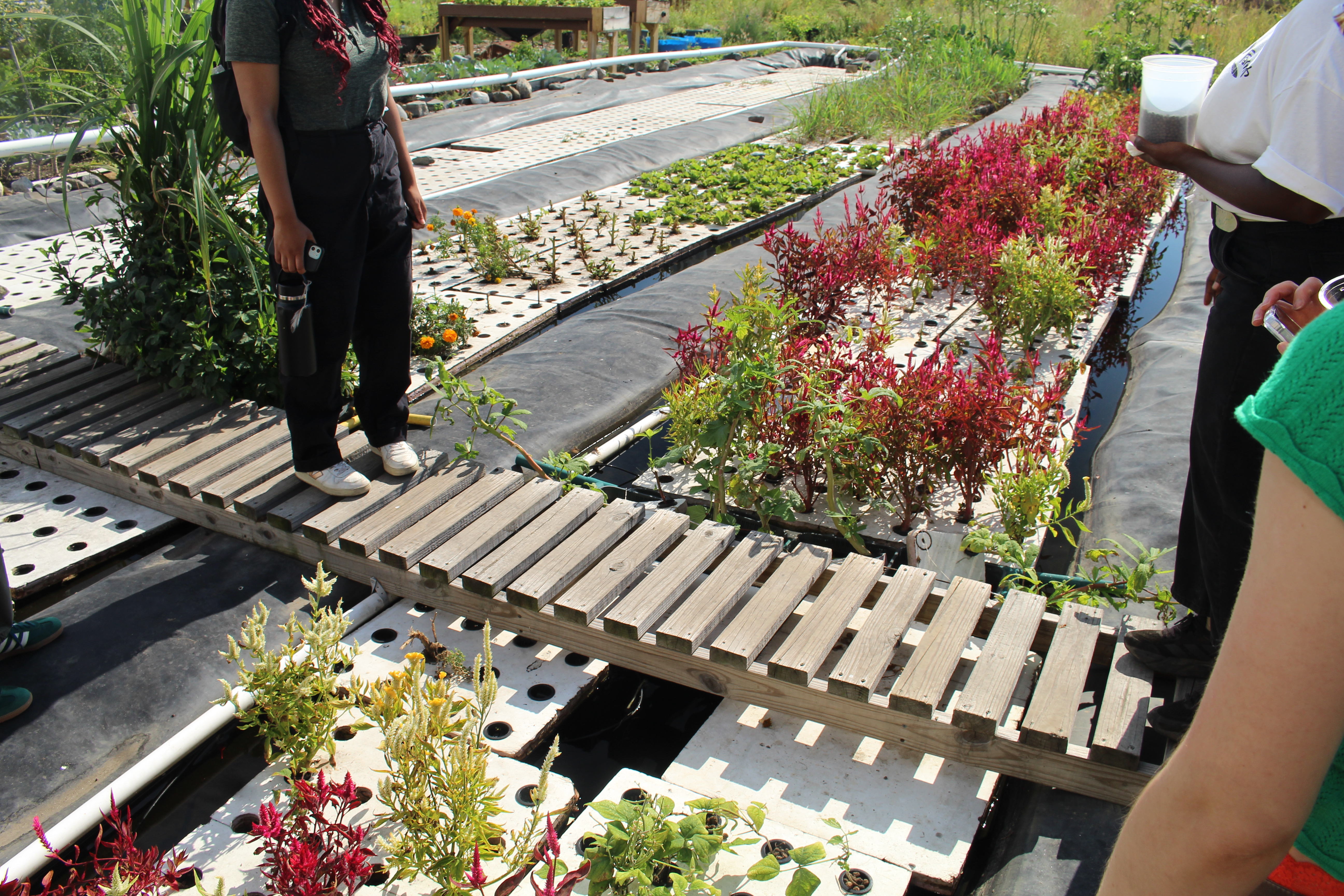 Red amaranth in an aquaponic system