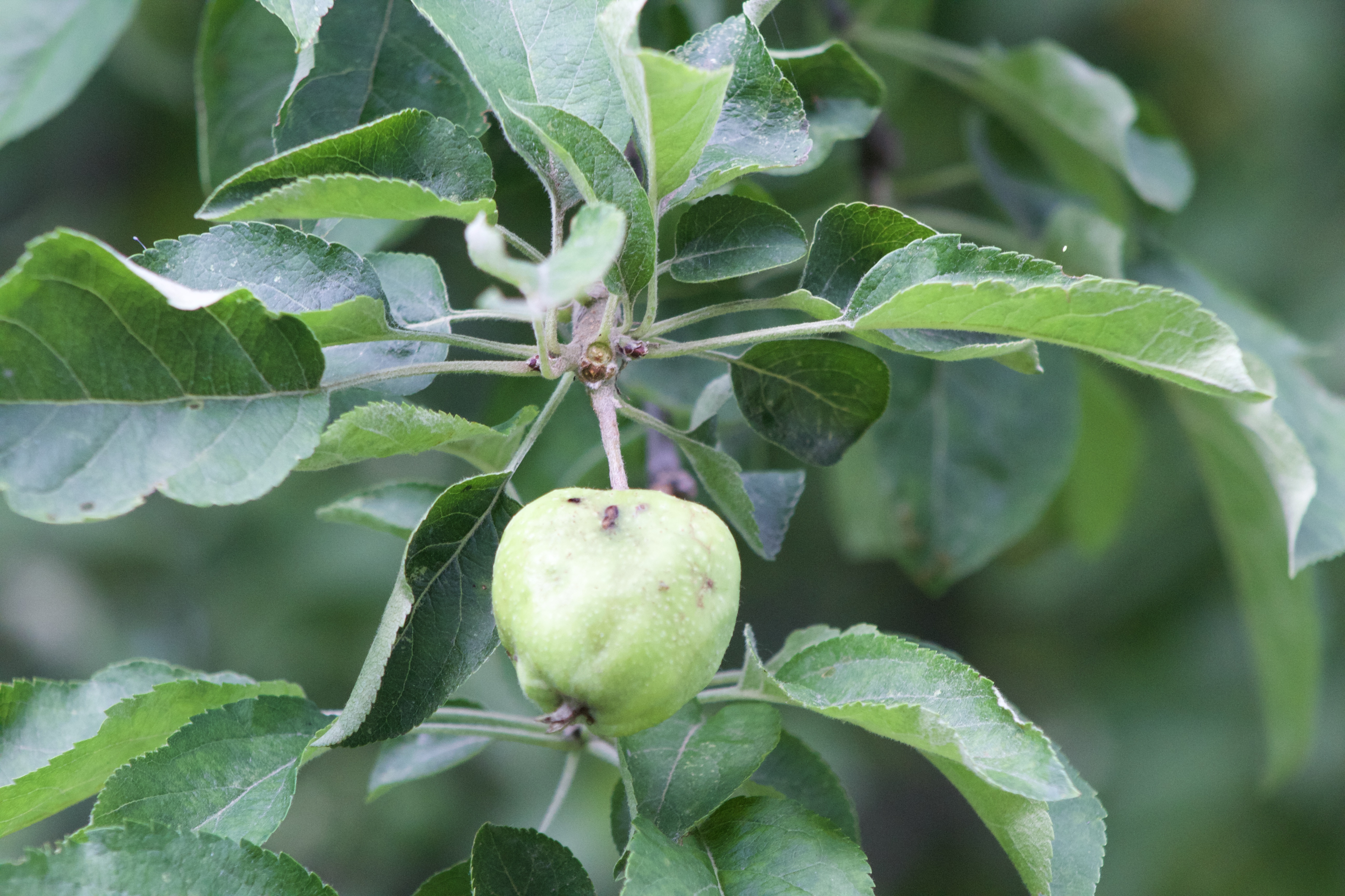 an infected apple tree a few minutes away from my dwelling